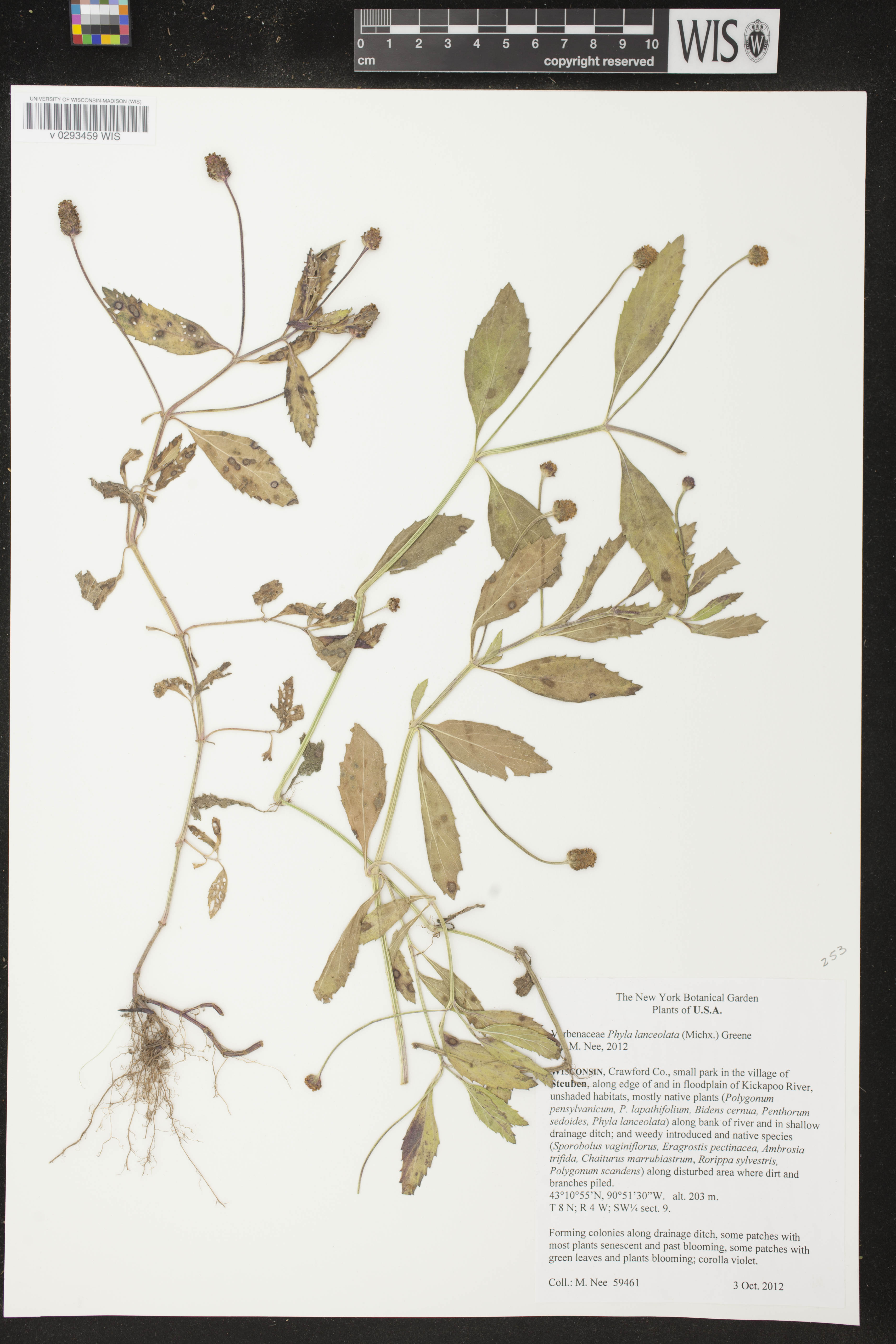 Phyla lanceolata image