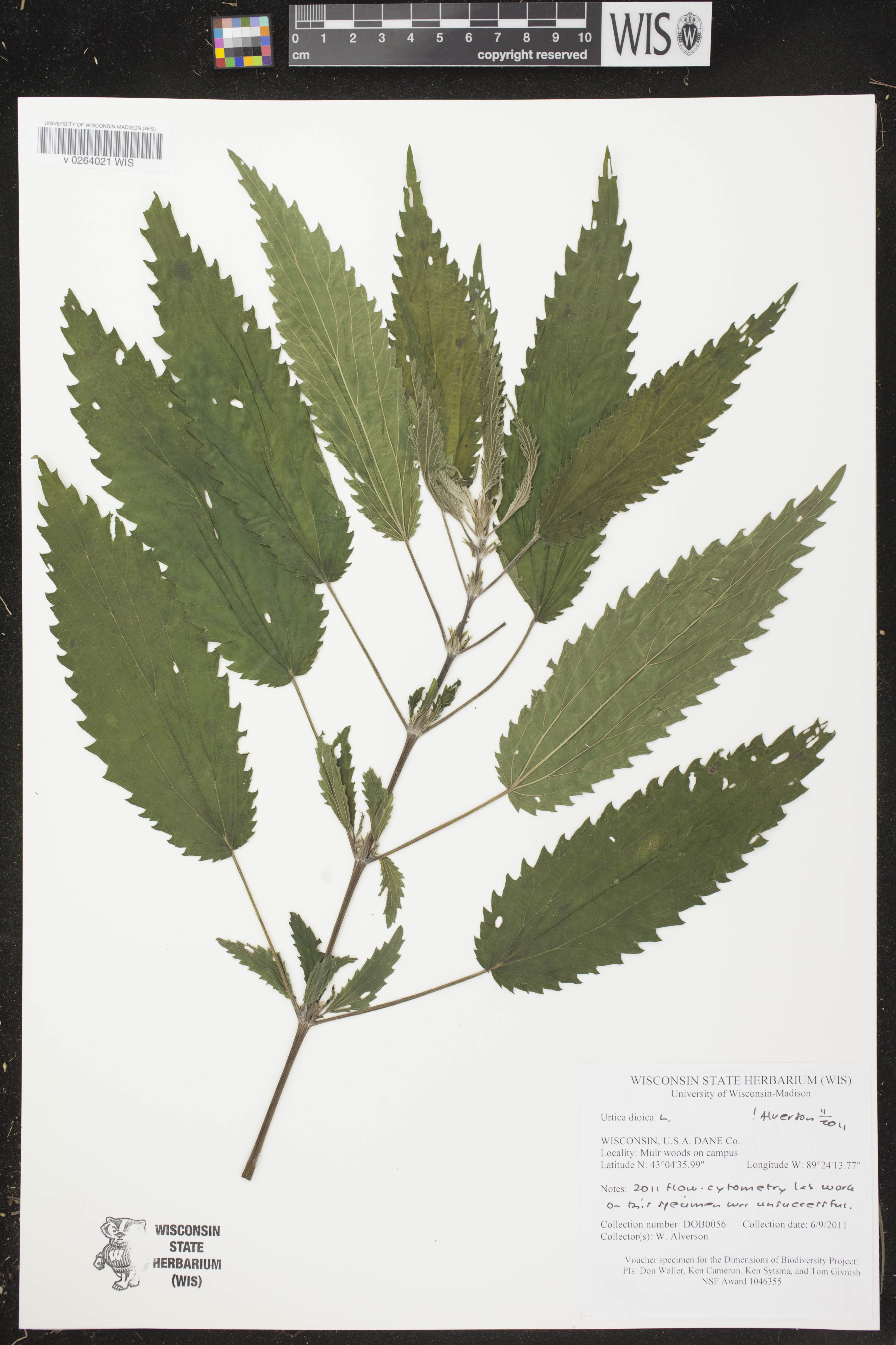 Urtica dioica image