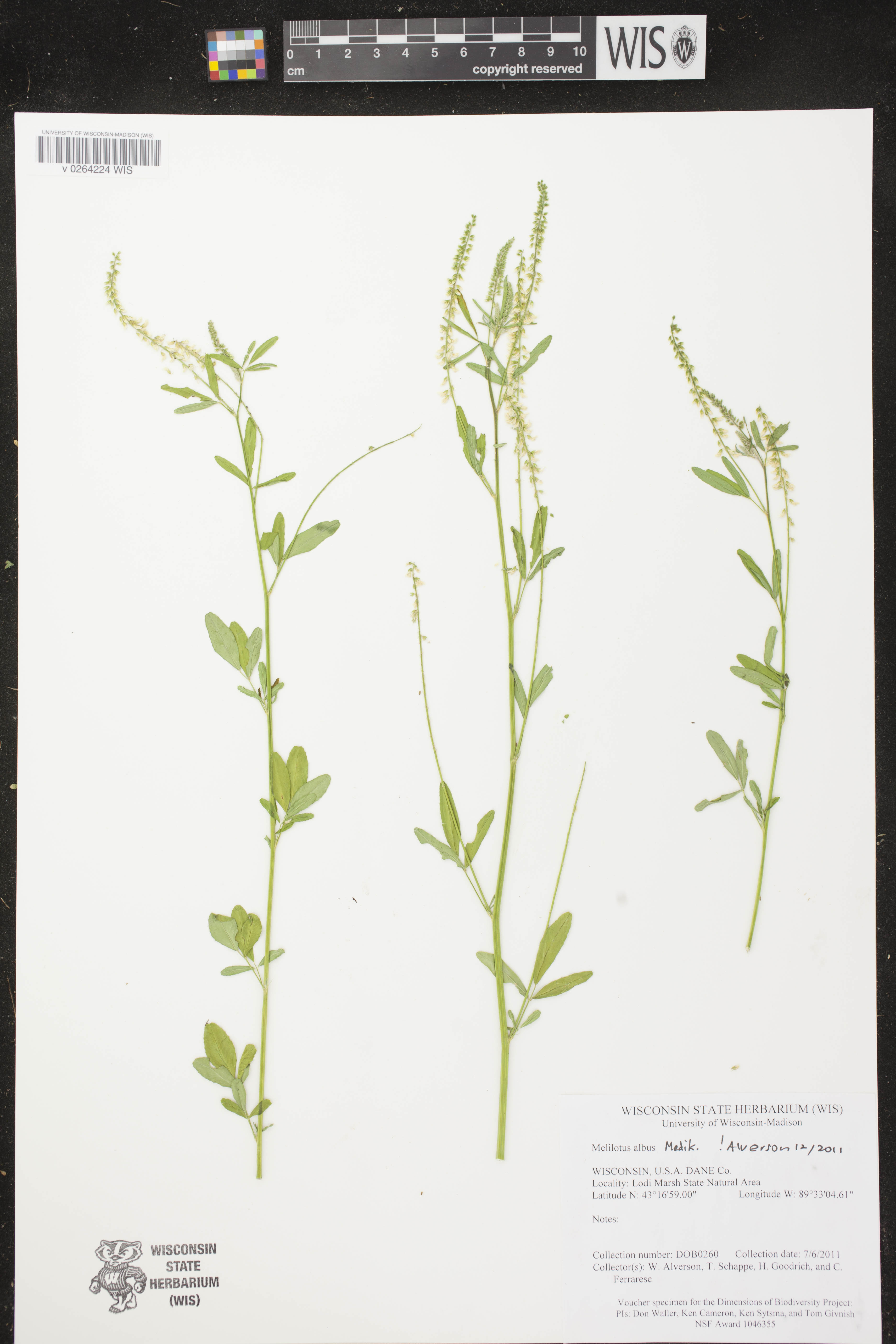 Melilotus albus image