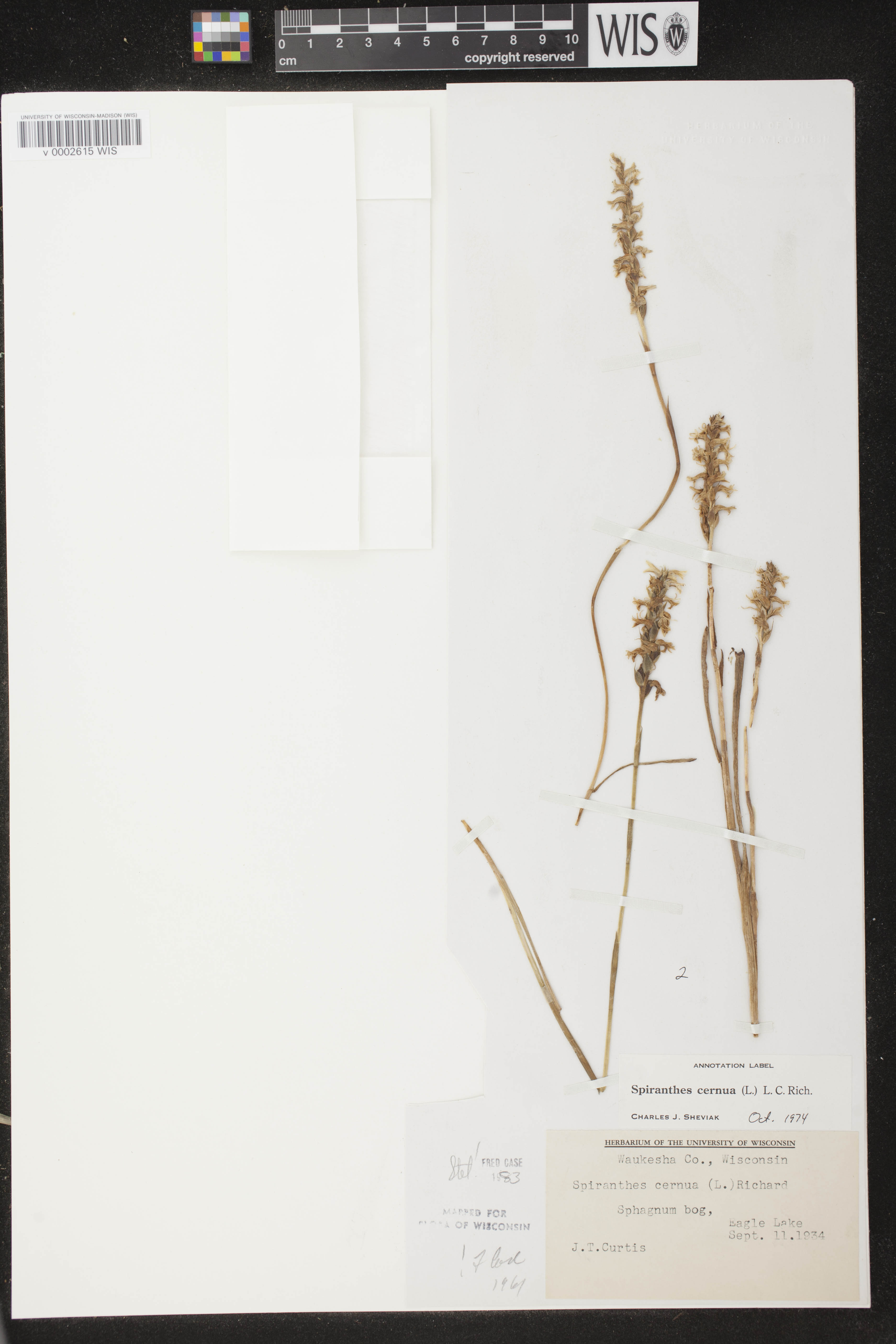 Spiranthes cernua image