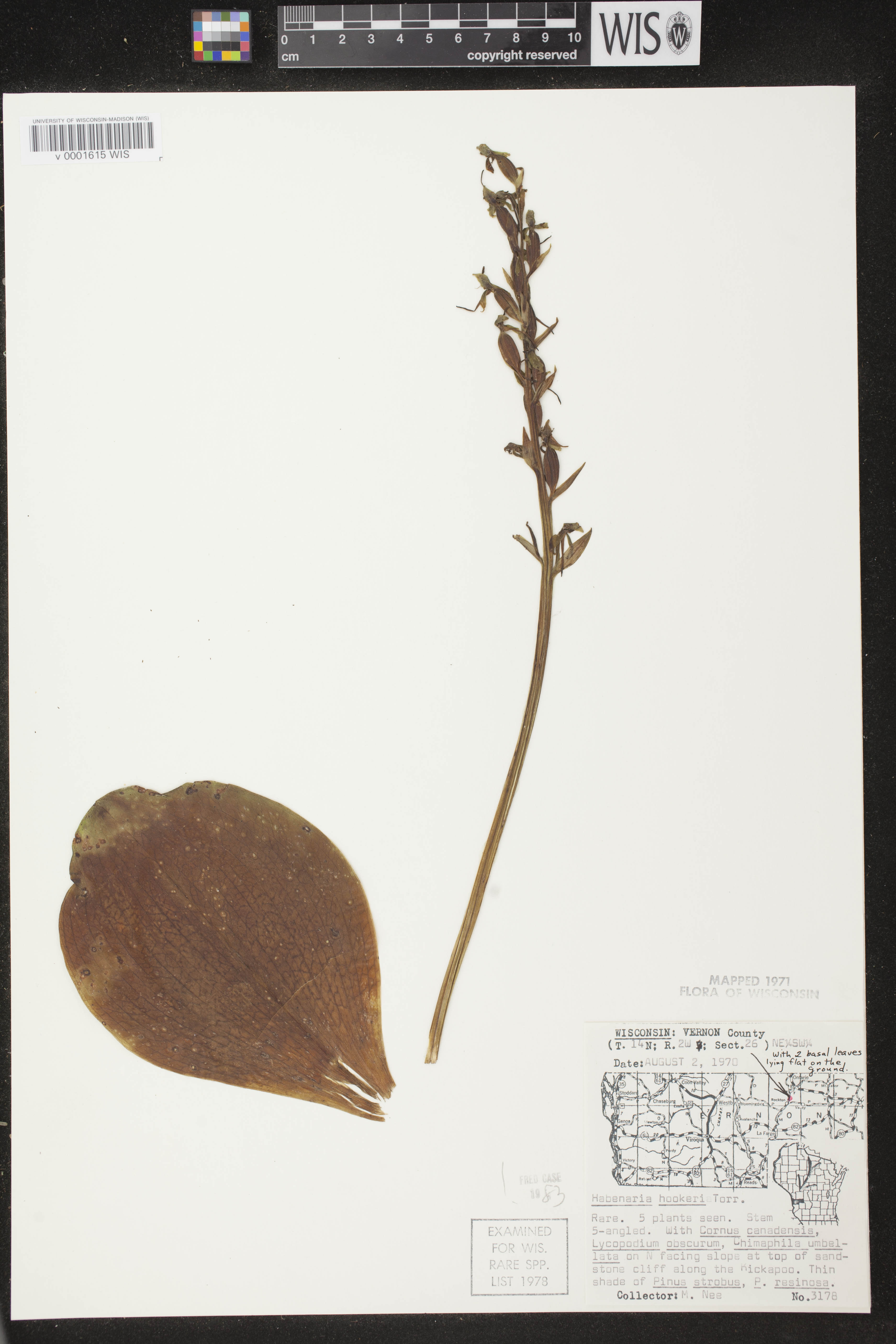 Platanthera hookeri image
