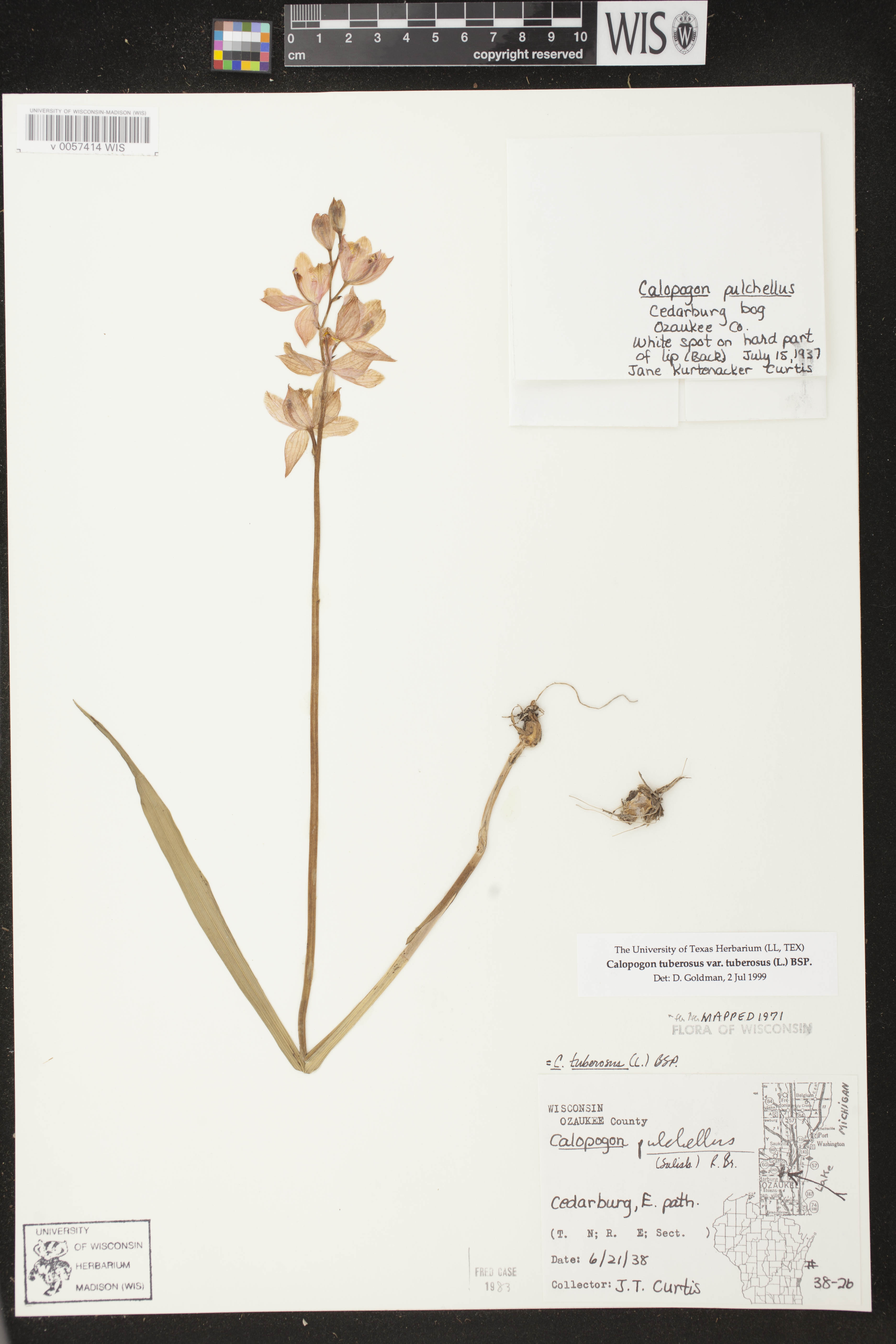 Calopogon tuberosus image