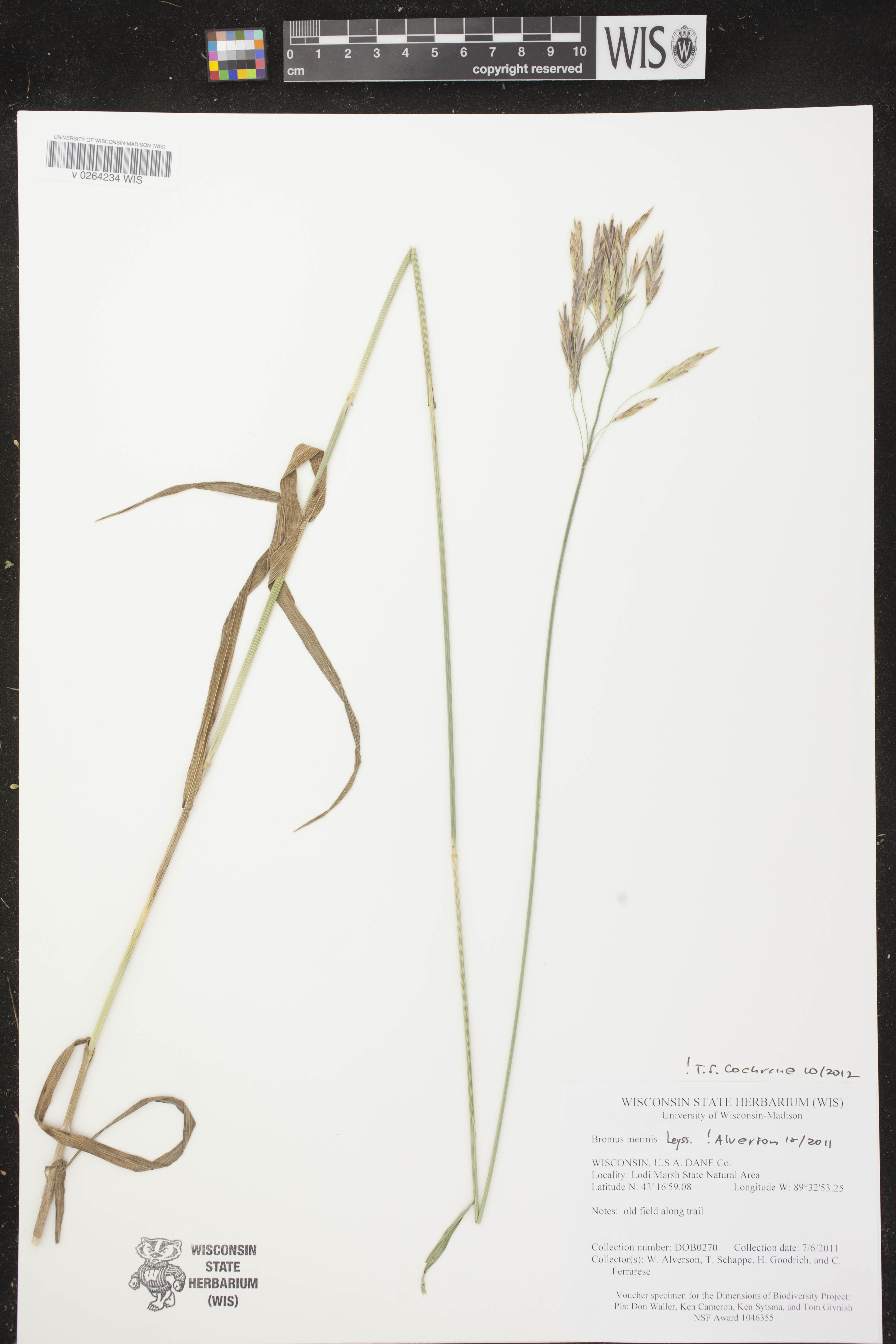 Bromus inermis image