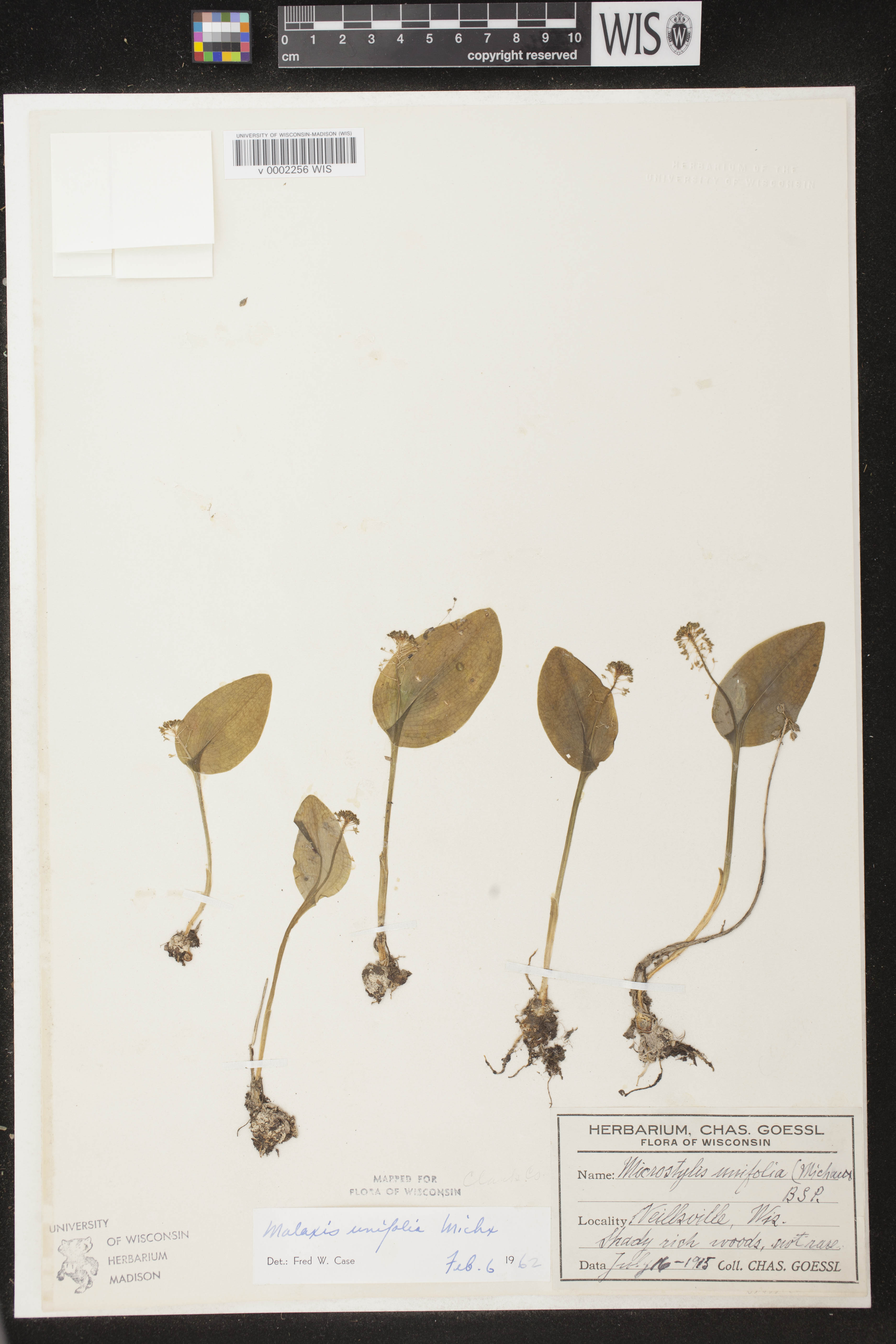 Malaxis unifolia image