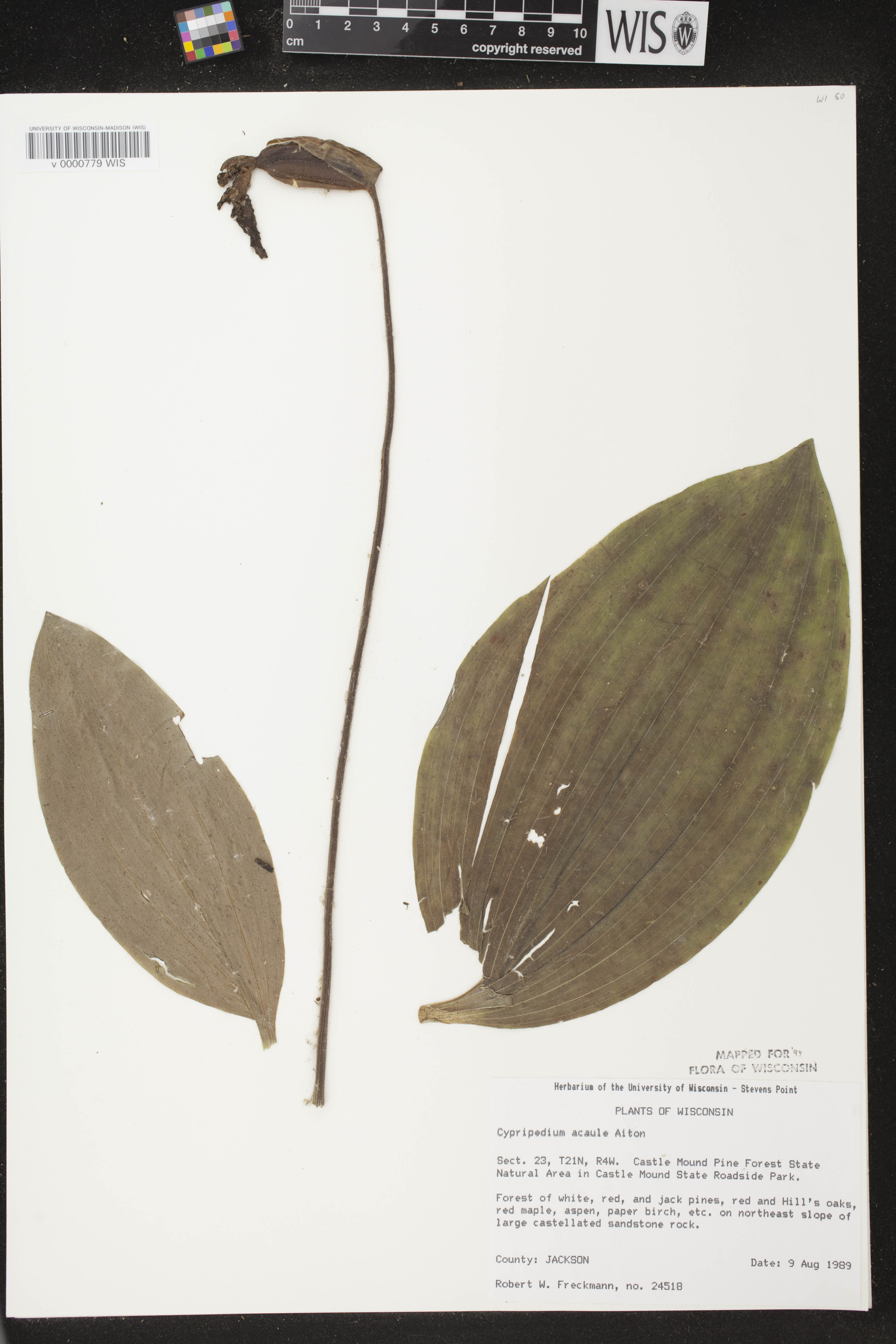 Cypripedium acaule image