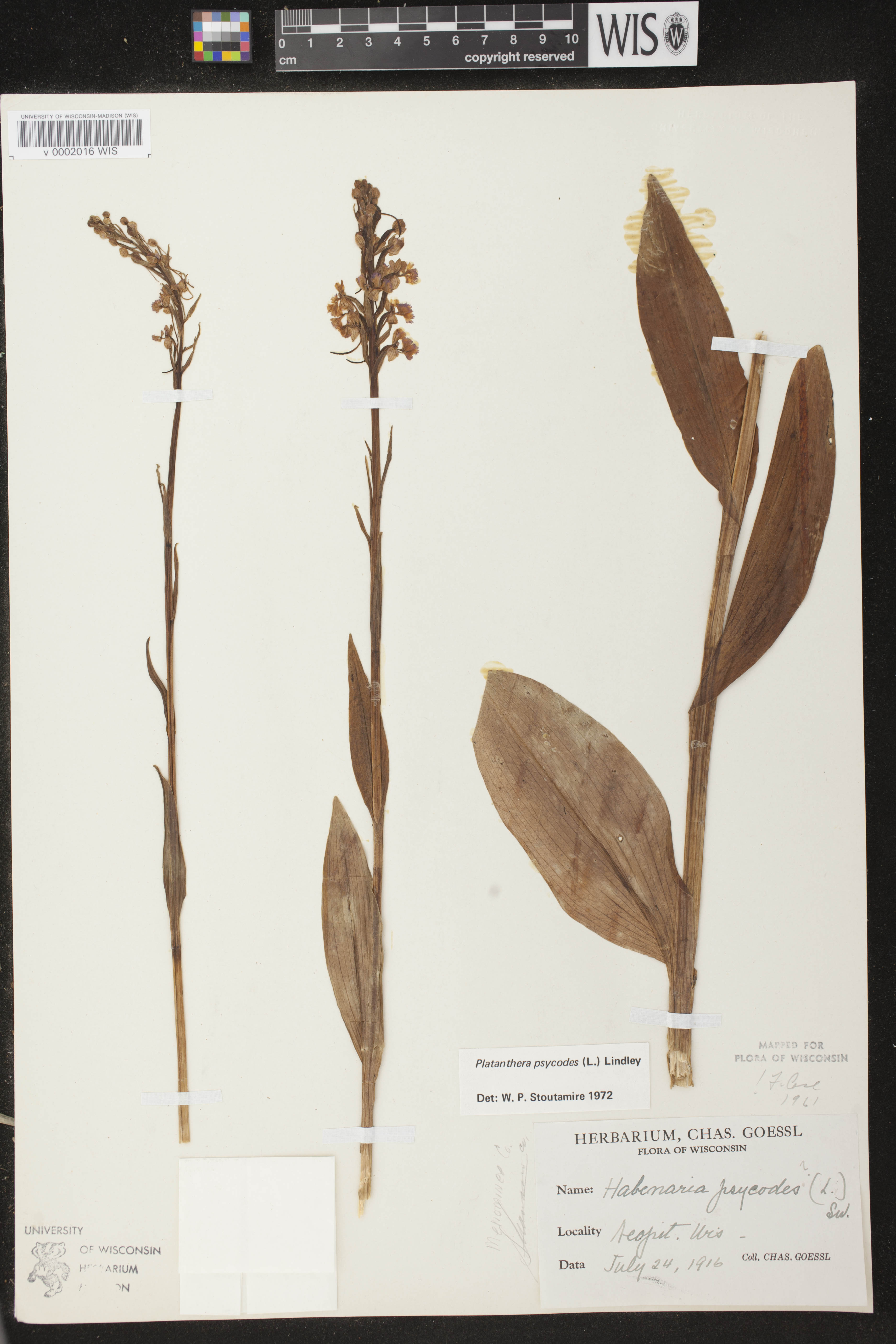 Platanthera psycodes image