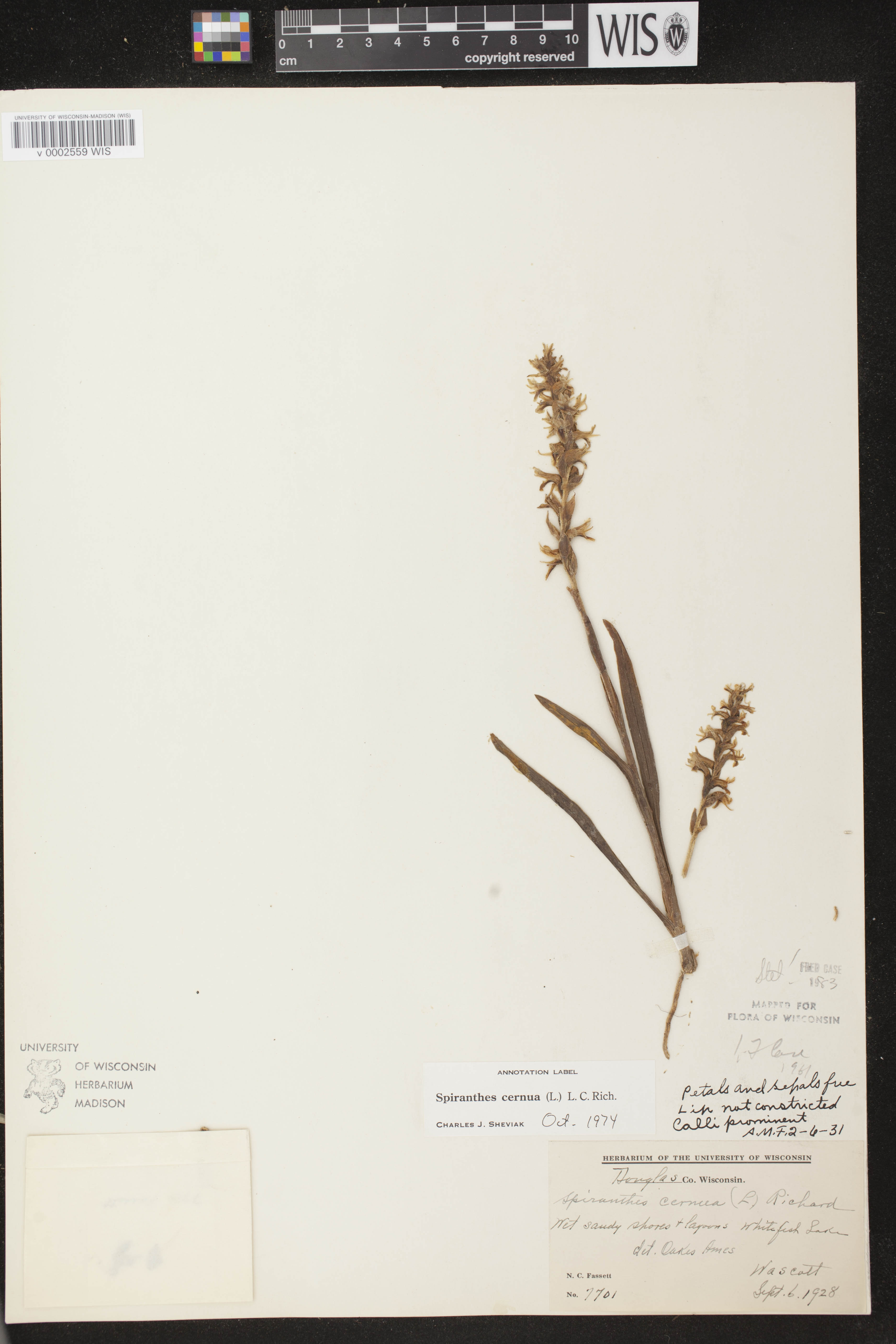 Spiranthes cernua image