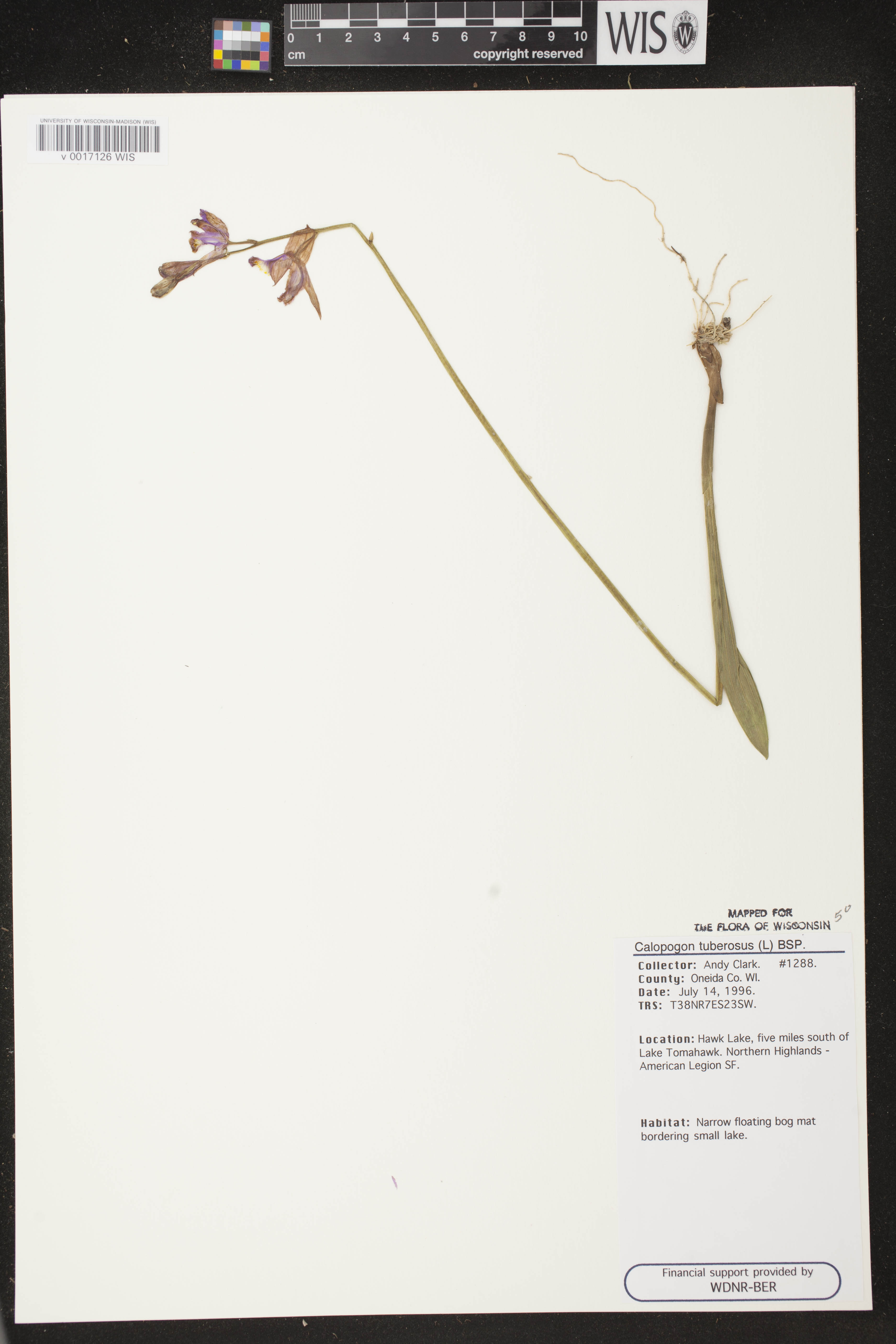 Calopogon tuberosus image