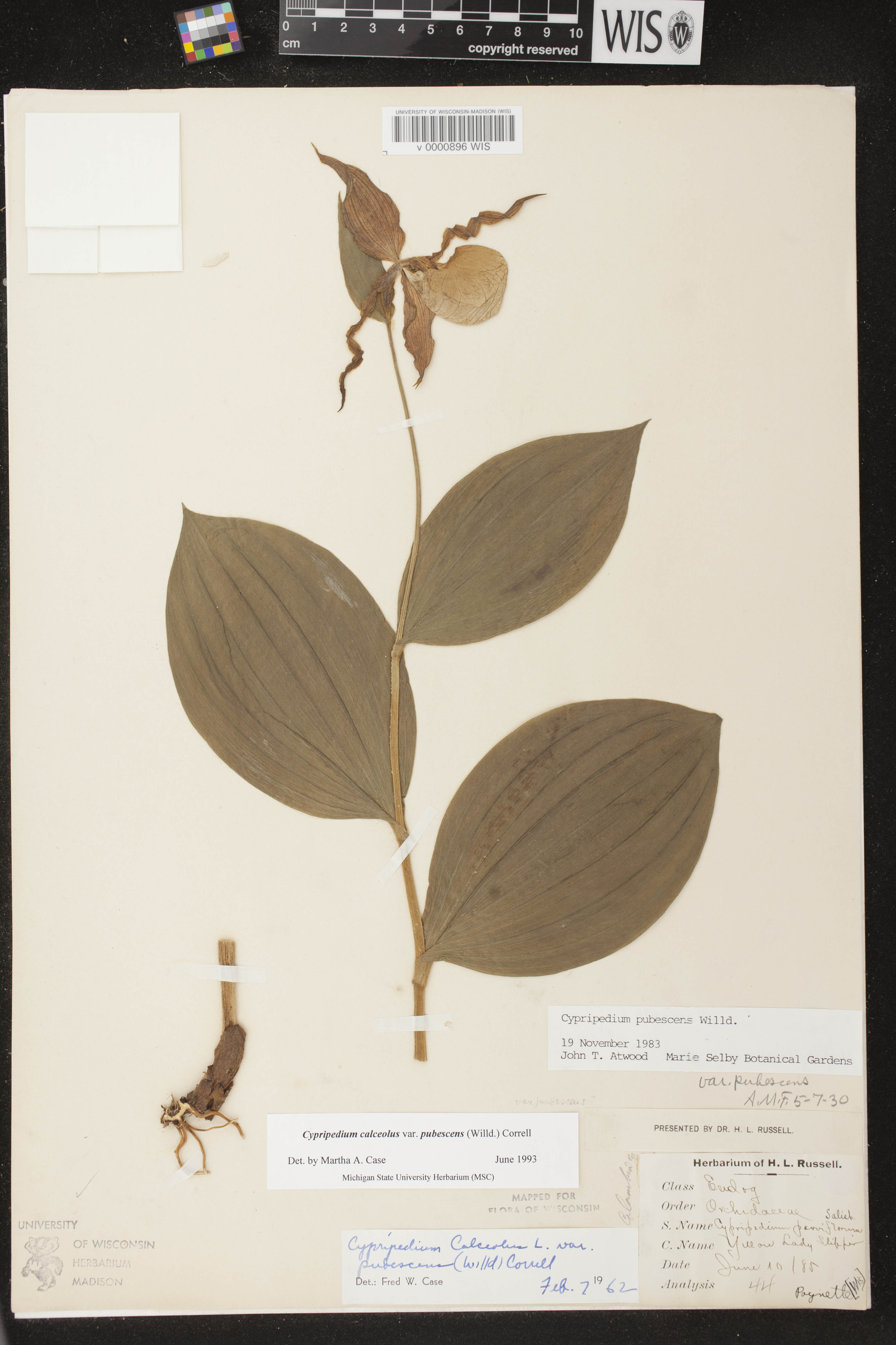 Cypripedium parviflorum var. pubescens image