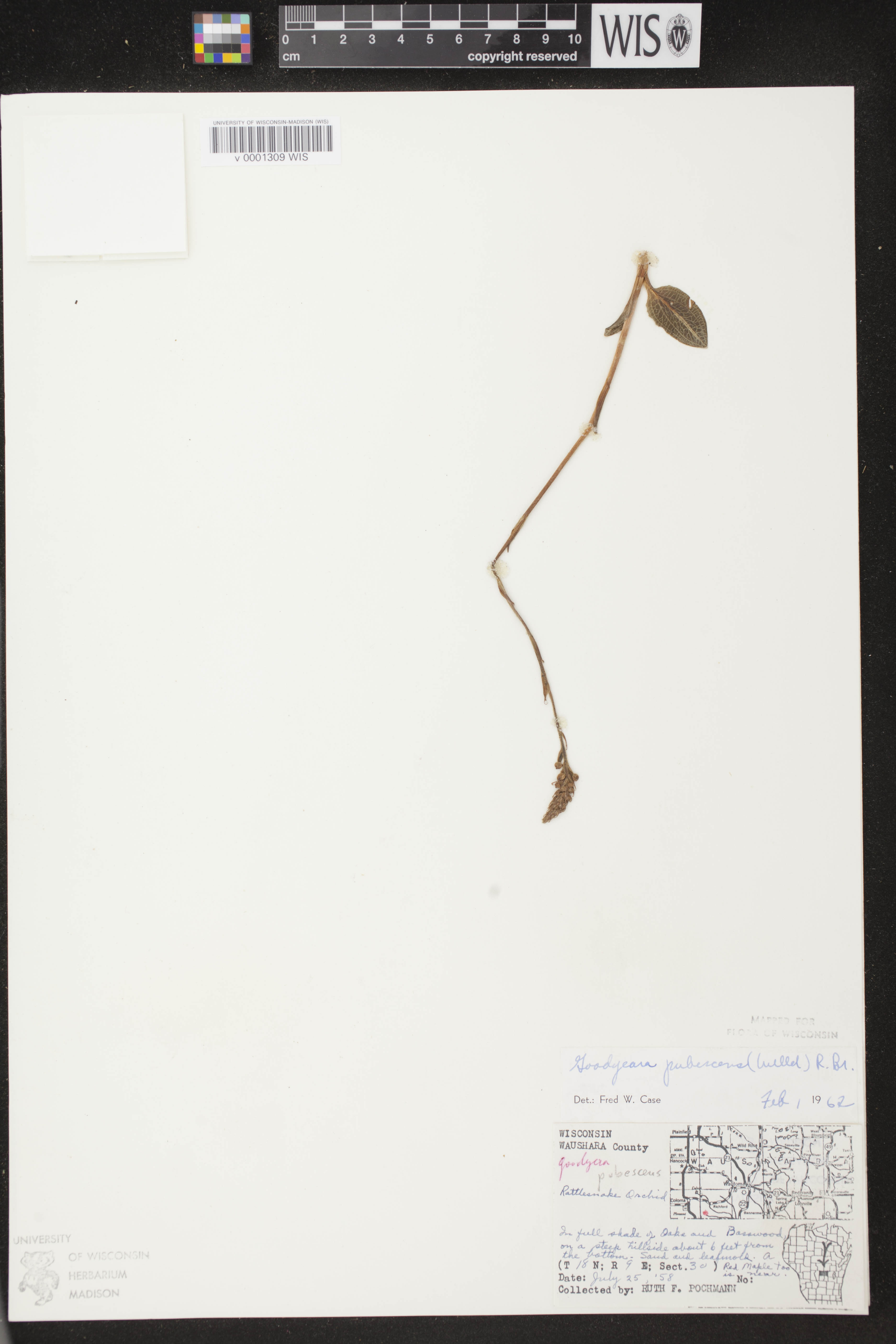 Goodyera pubescens image