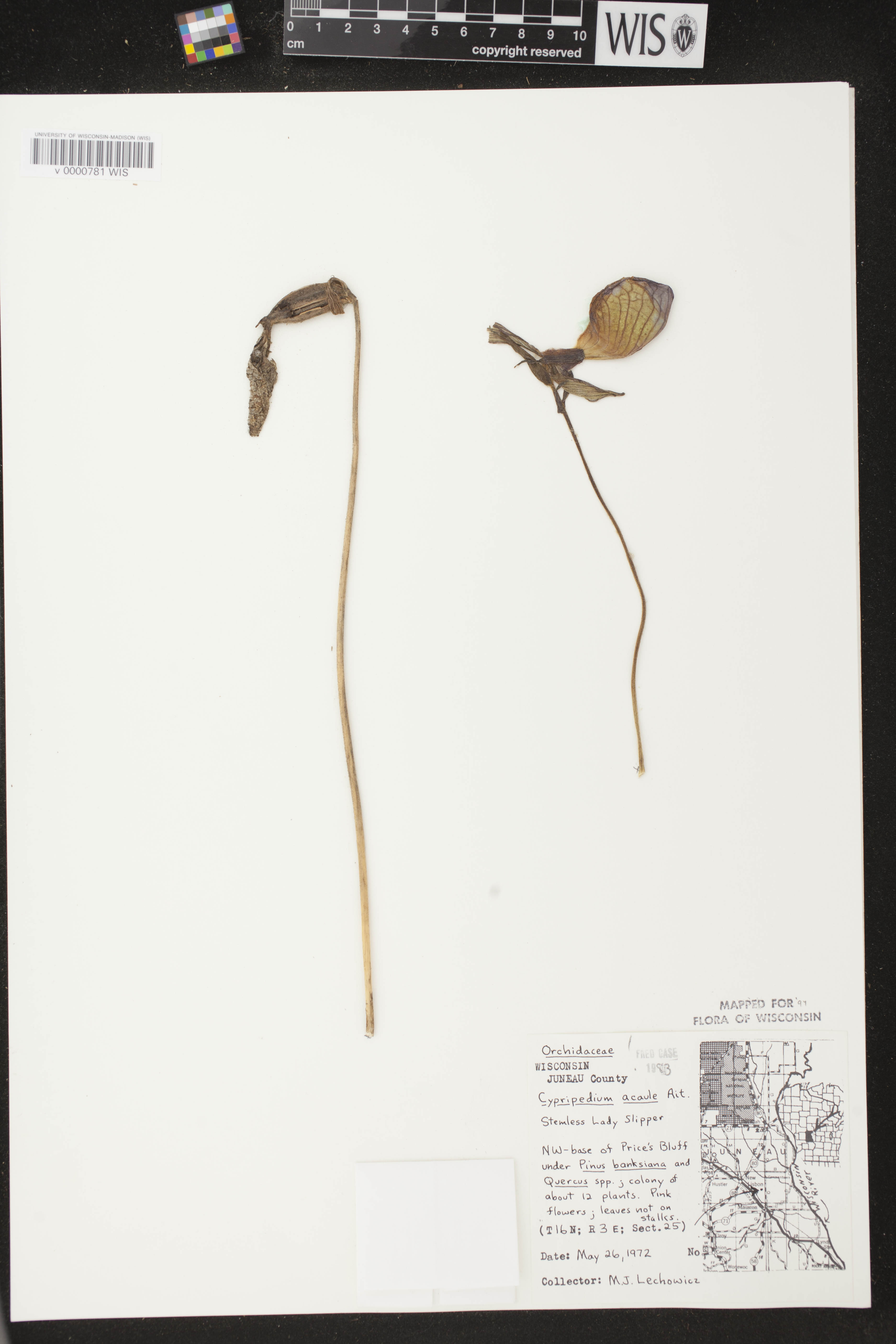 Cypripedium acaule image