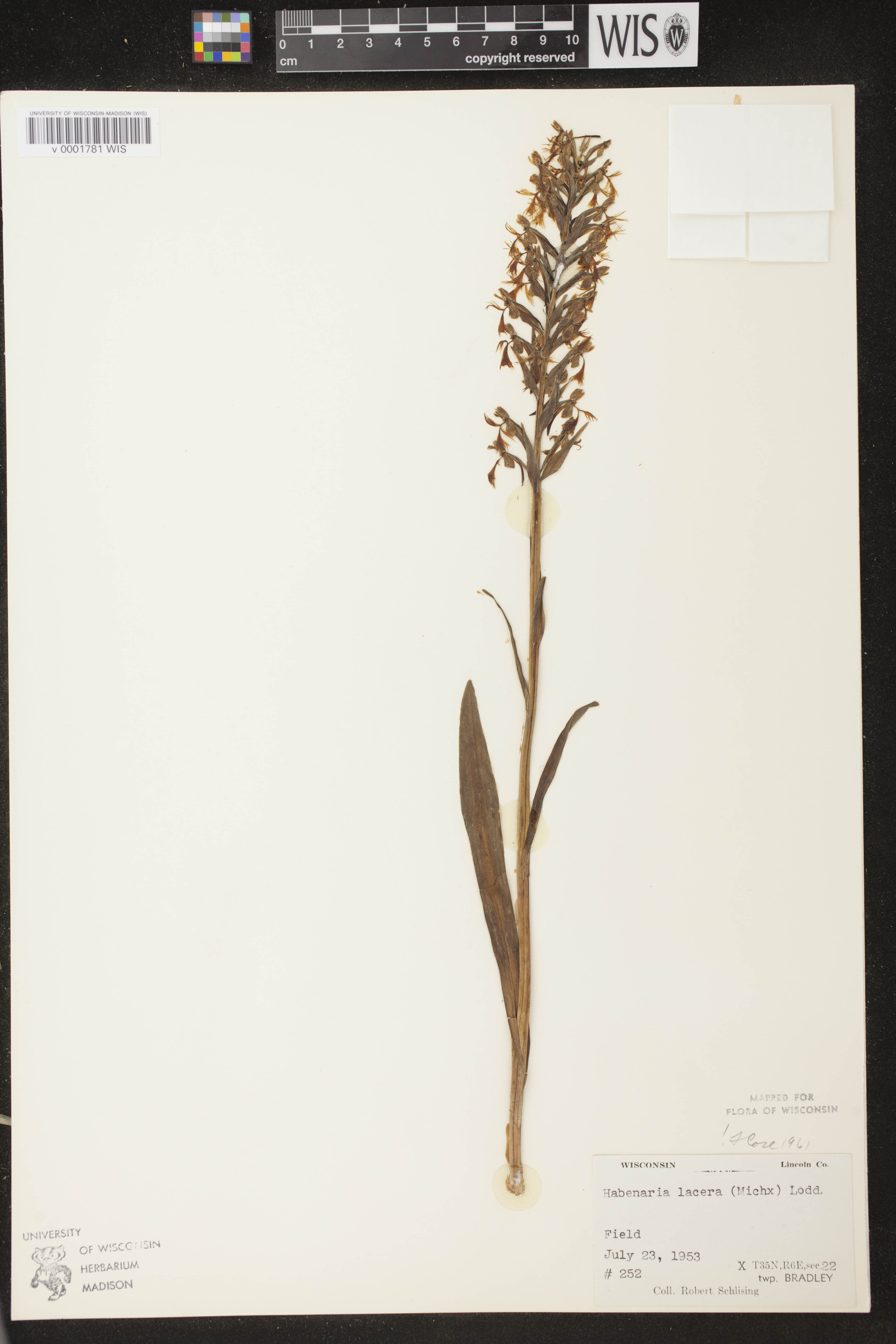 Platanthera lacera image