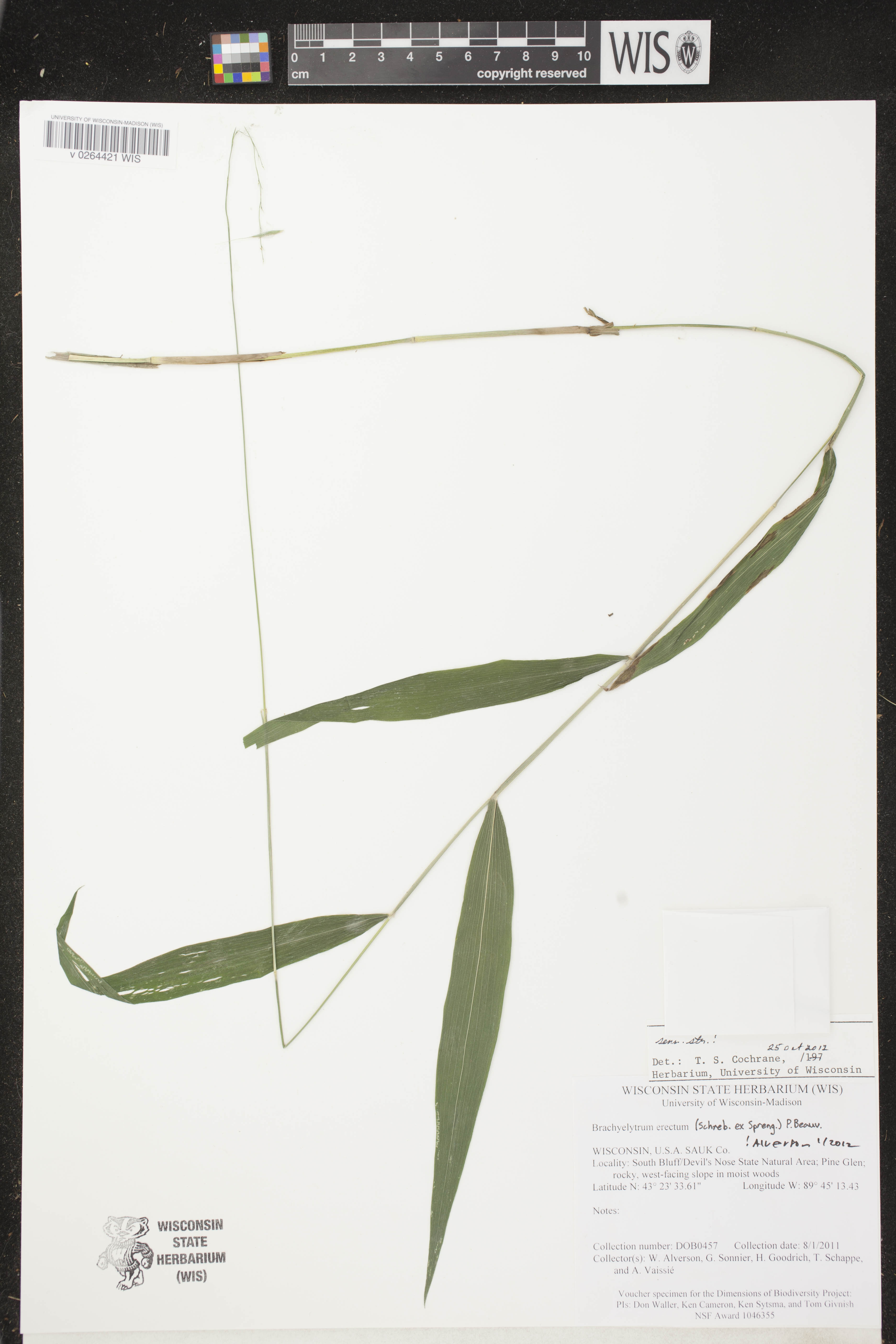 Brachyelytrum erectum image