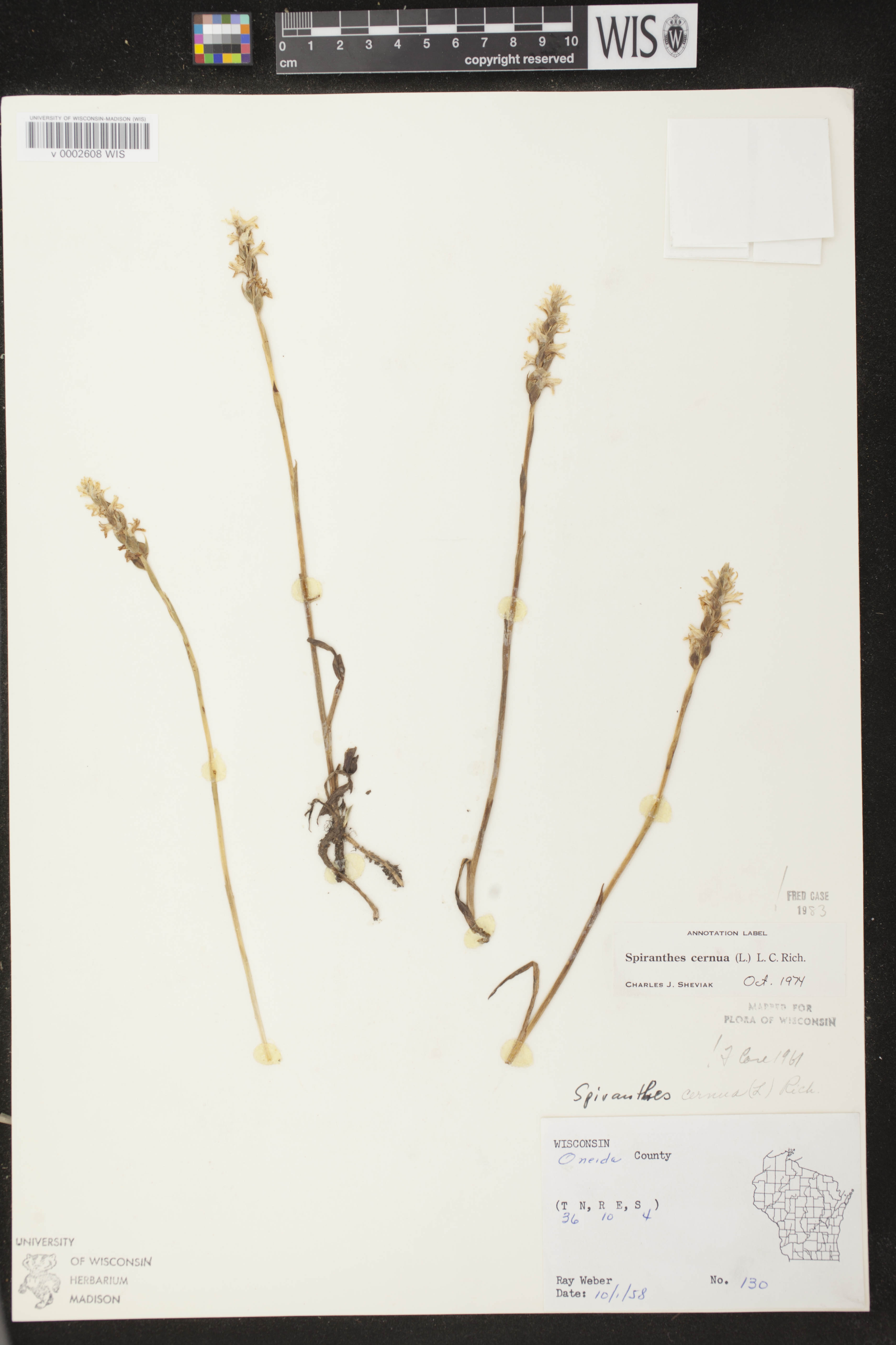 Spiranthes cernua image
