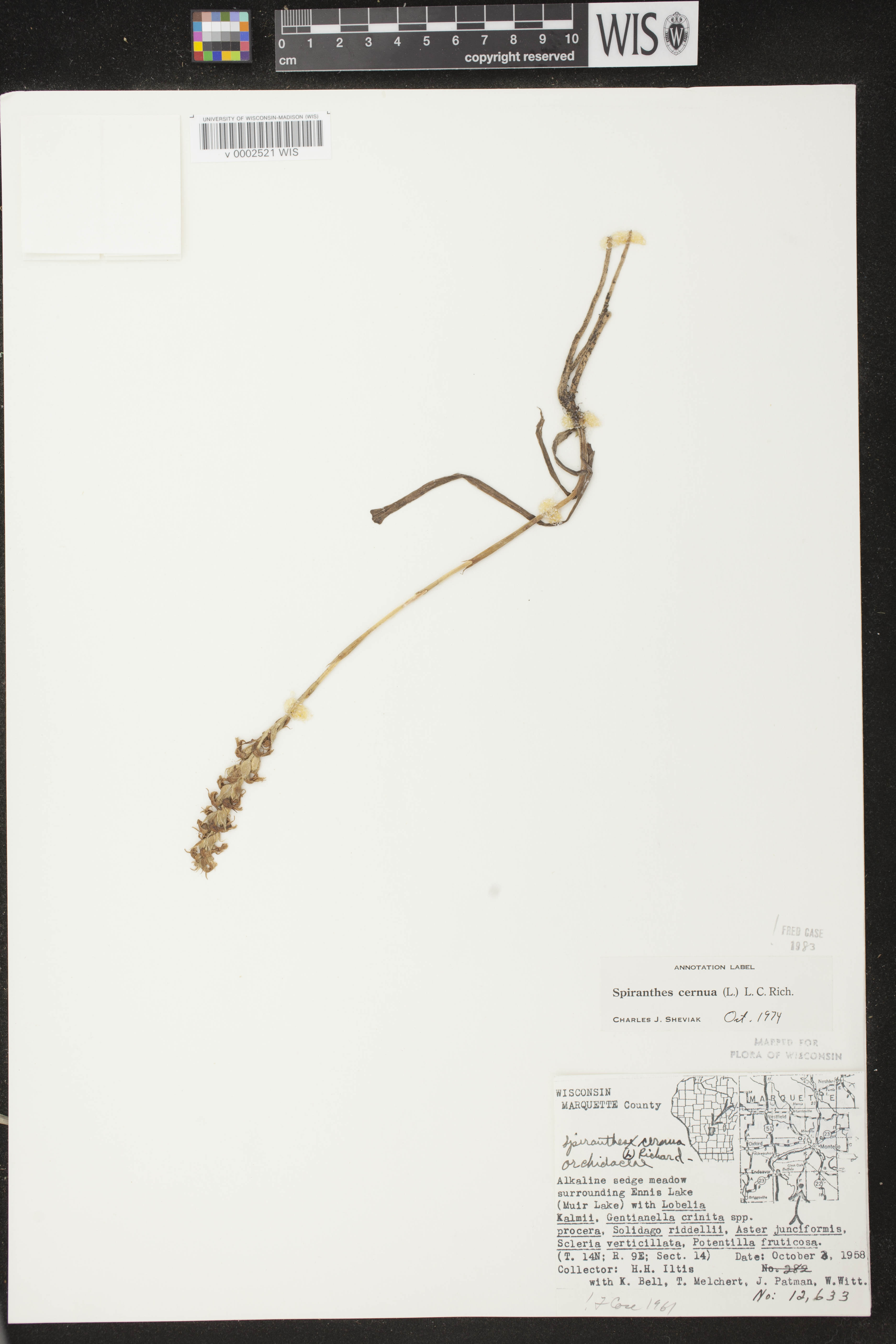 Spiranthes cernua image