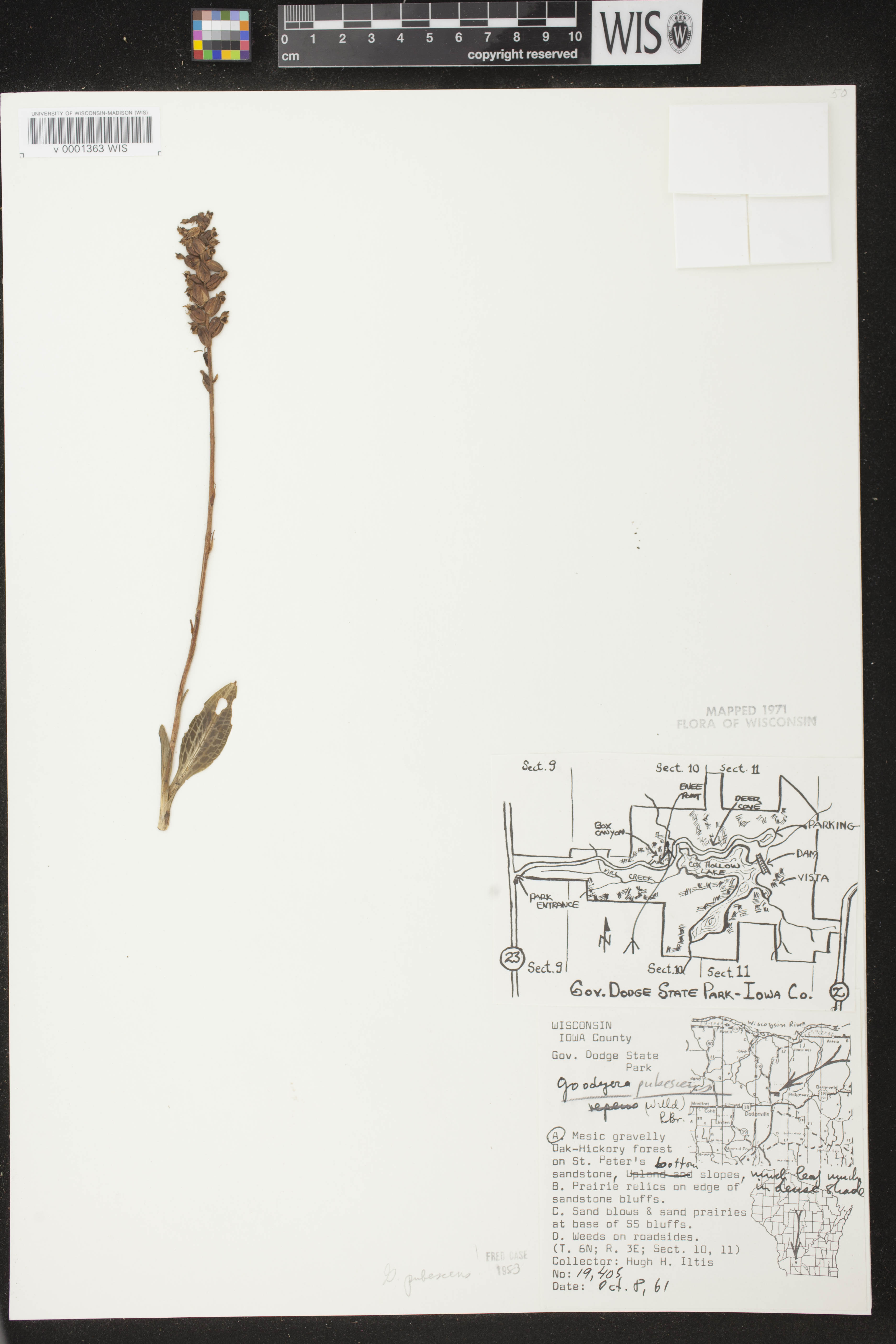 Goodyera pubescens image