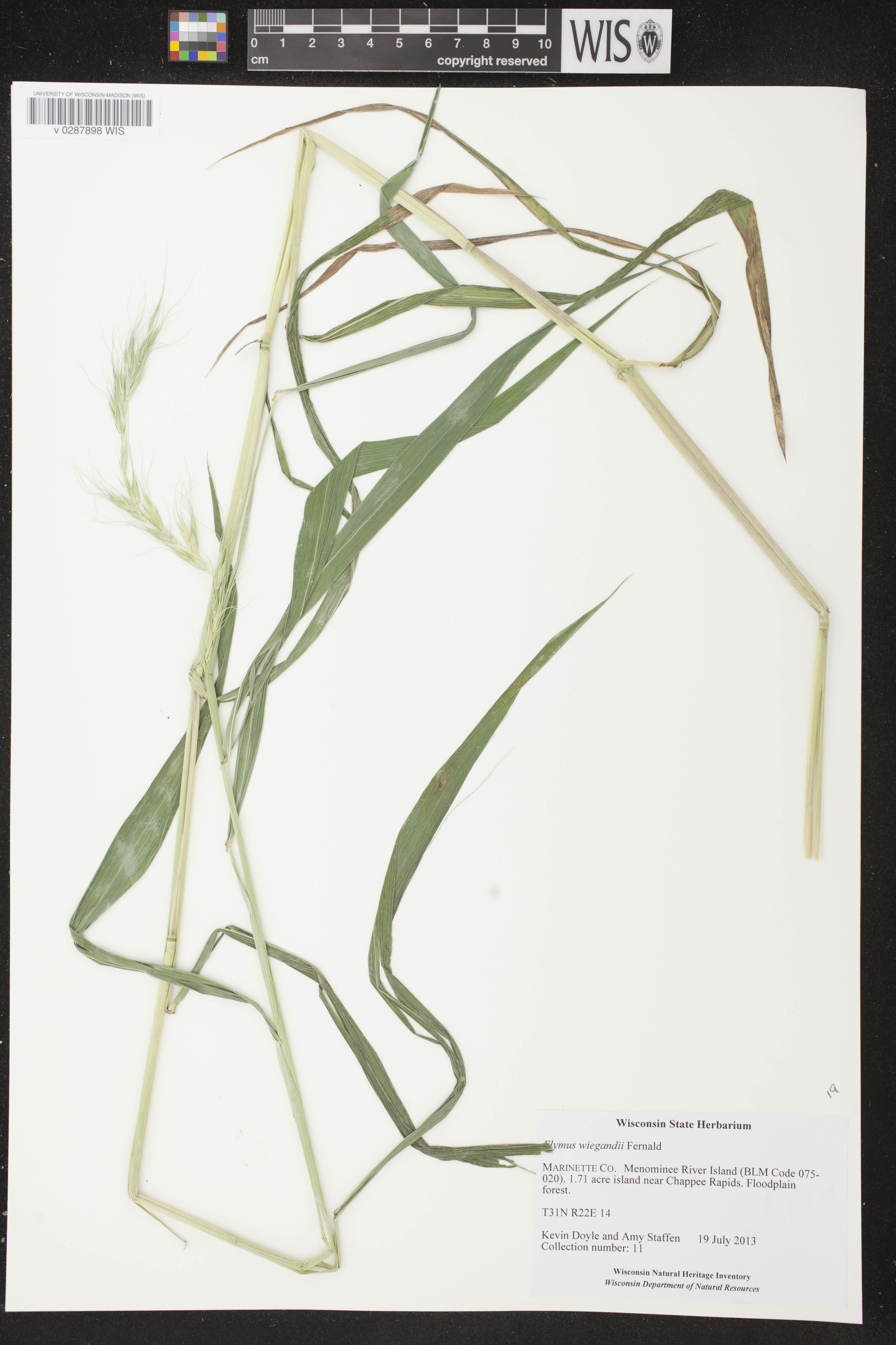 Elymus wiegandii image