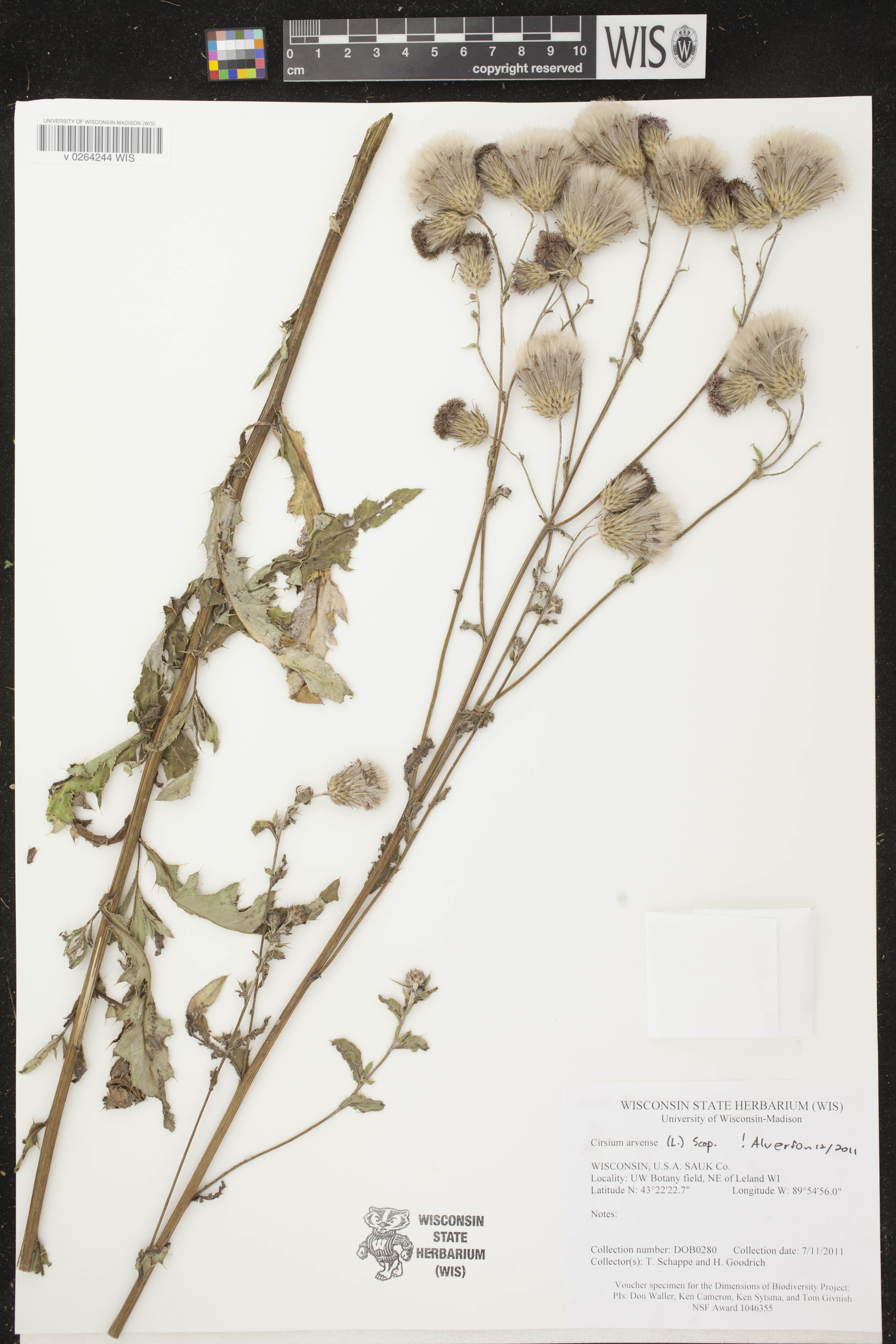 Cirsium arvense image
