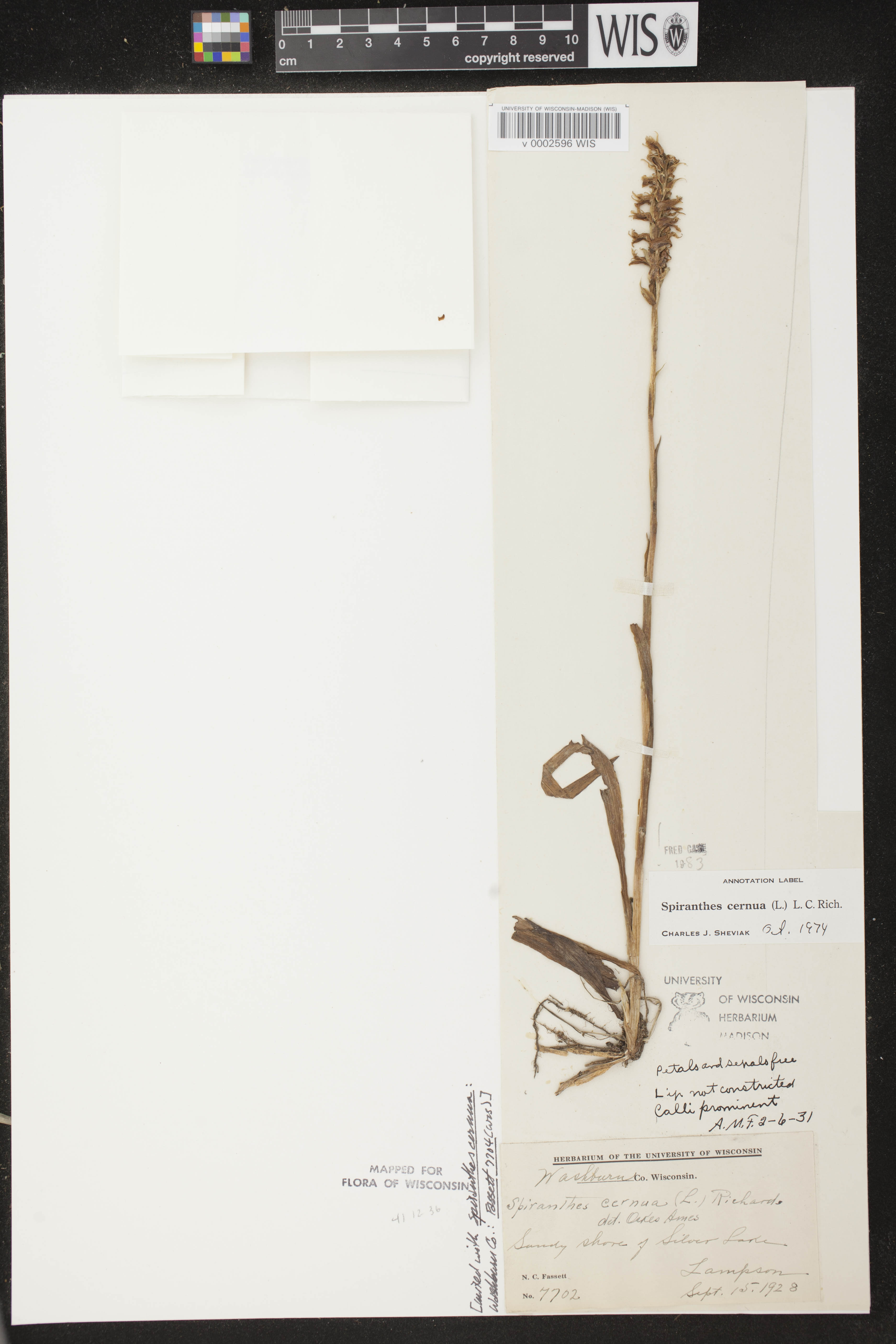 Spiranthes cernua image
