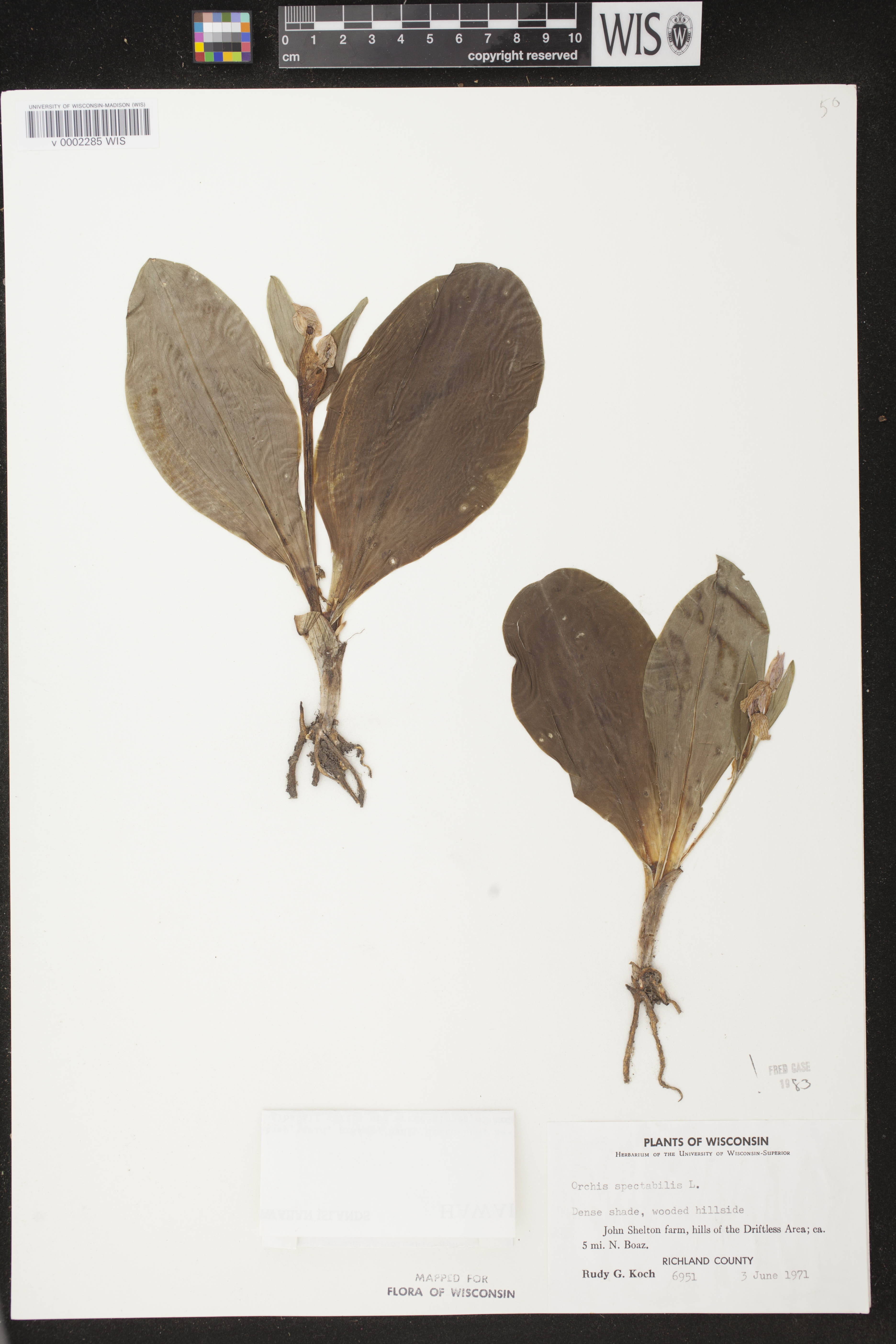 Galearis spectabilis image