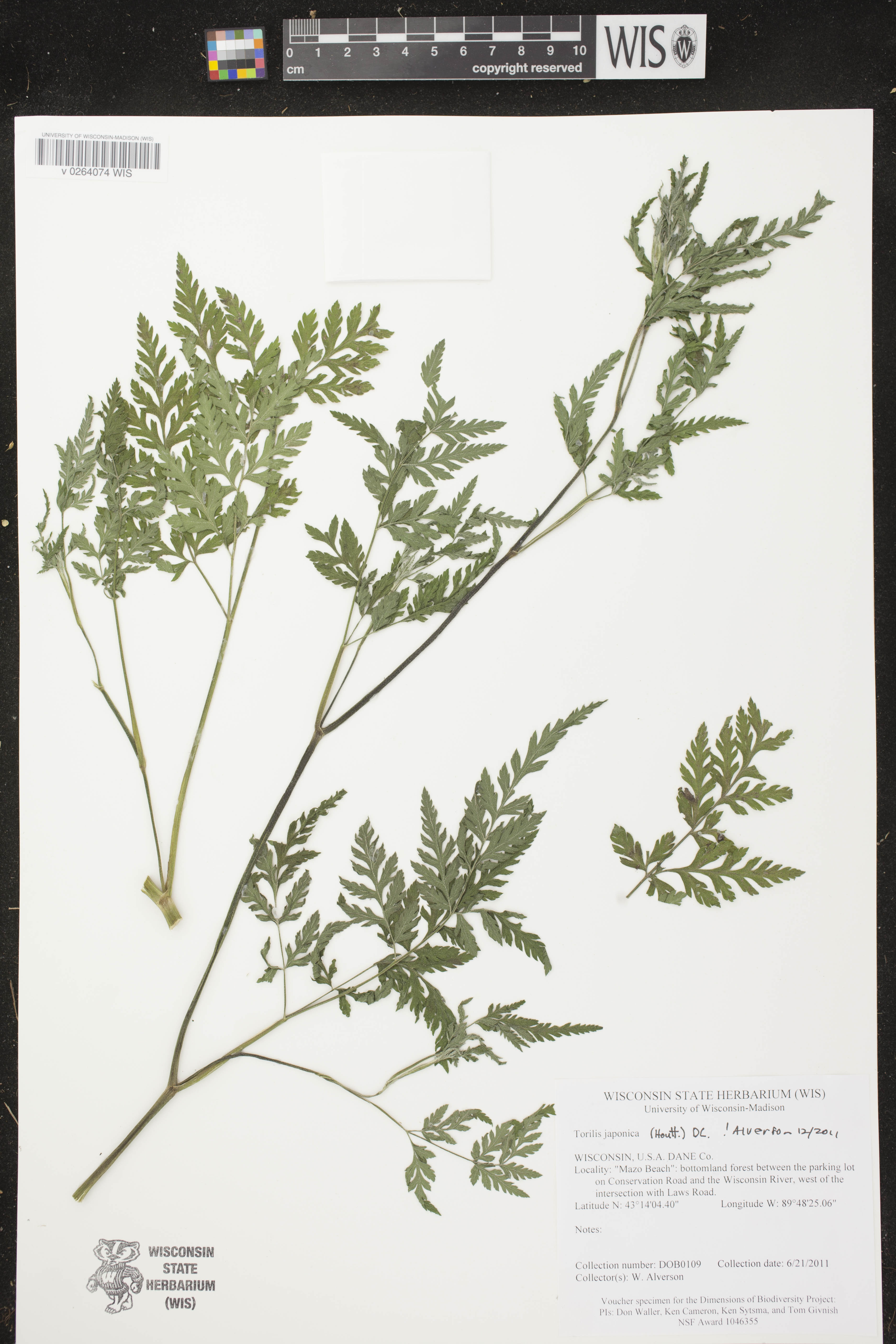 Torilis japonica image