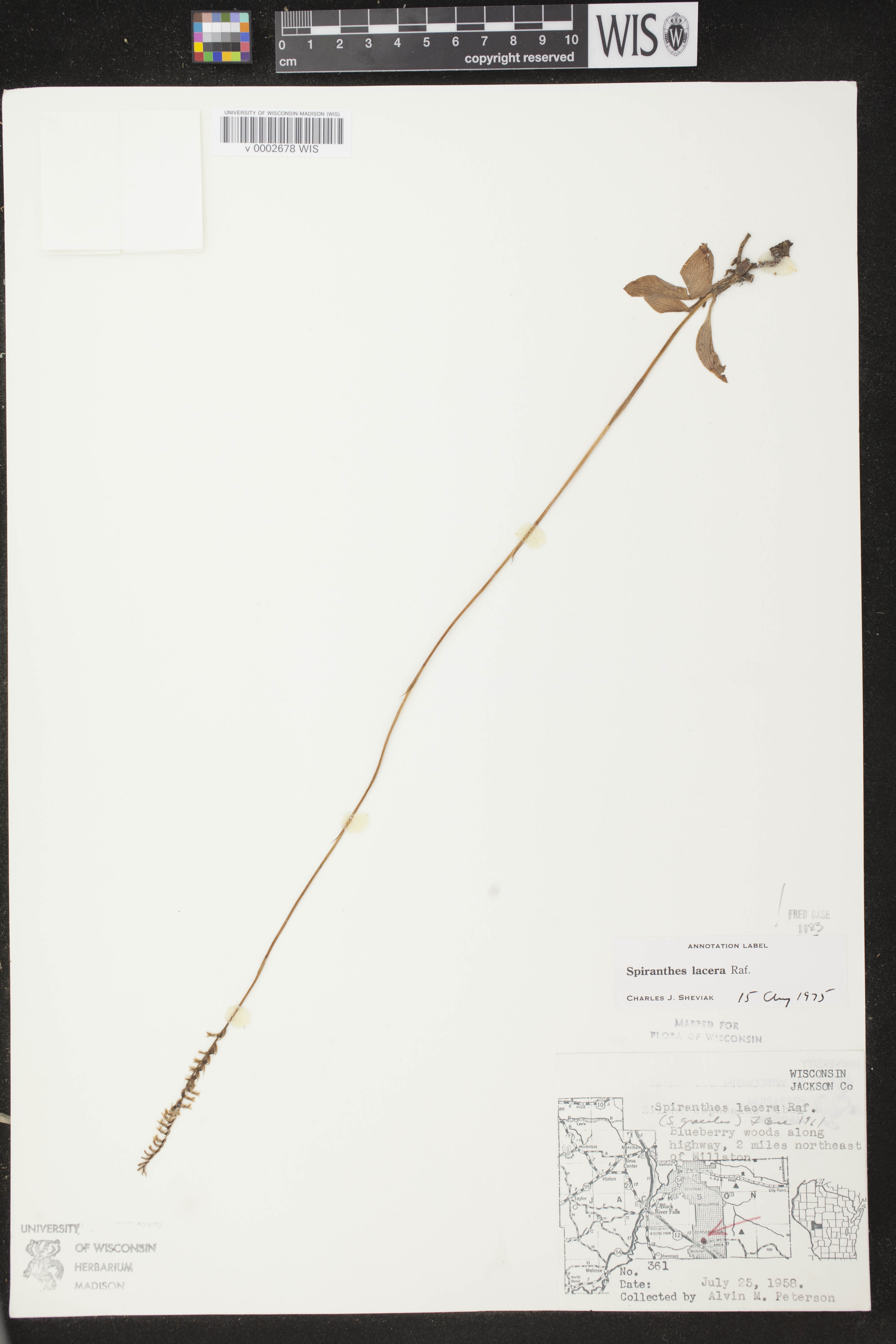 Spiranthes lacera var. lacera image