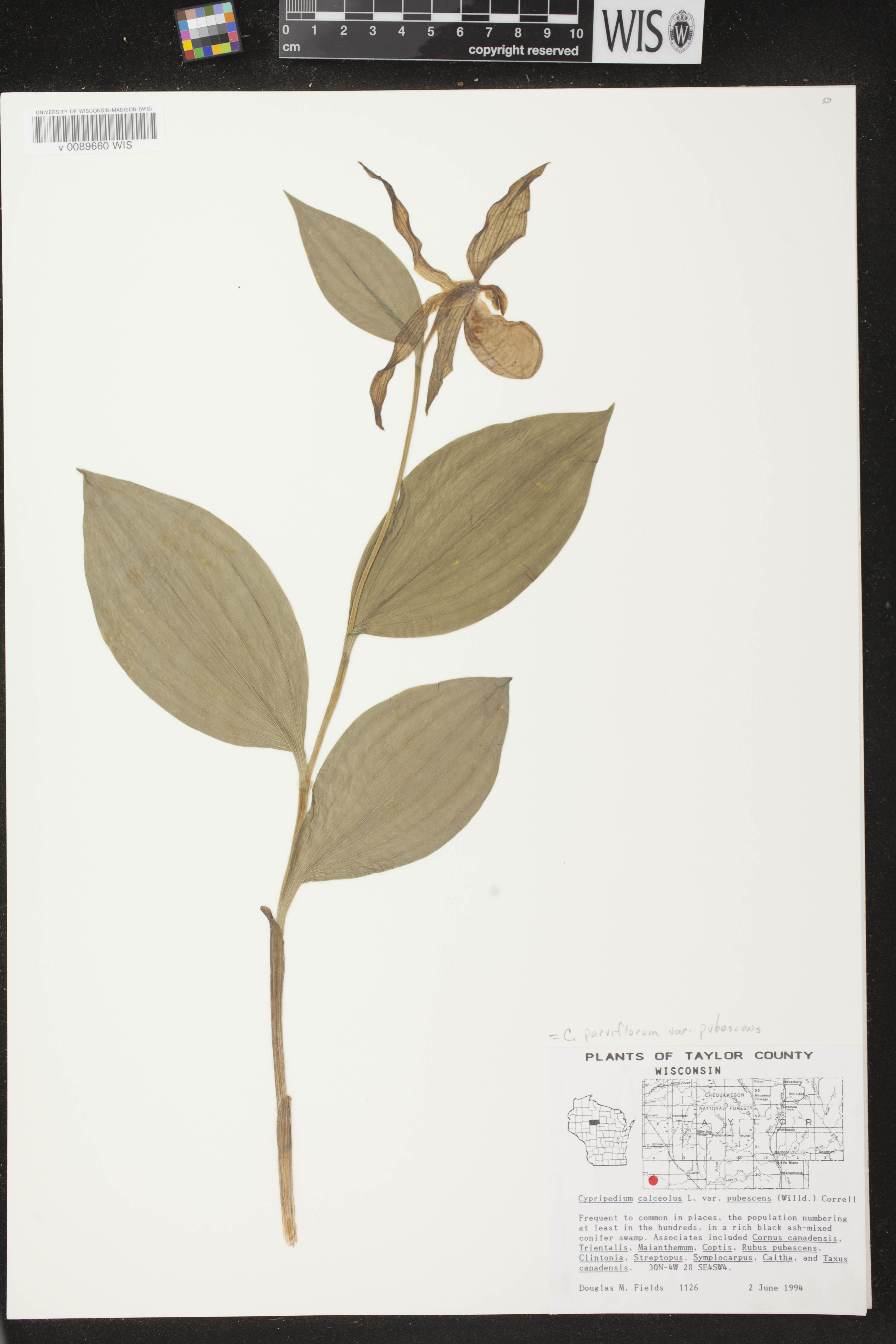 Cypripedium parviflorum image