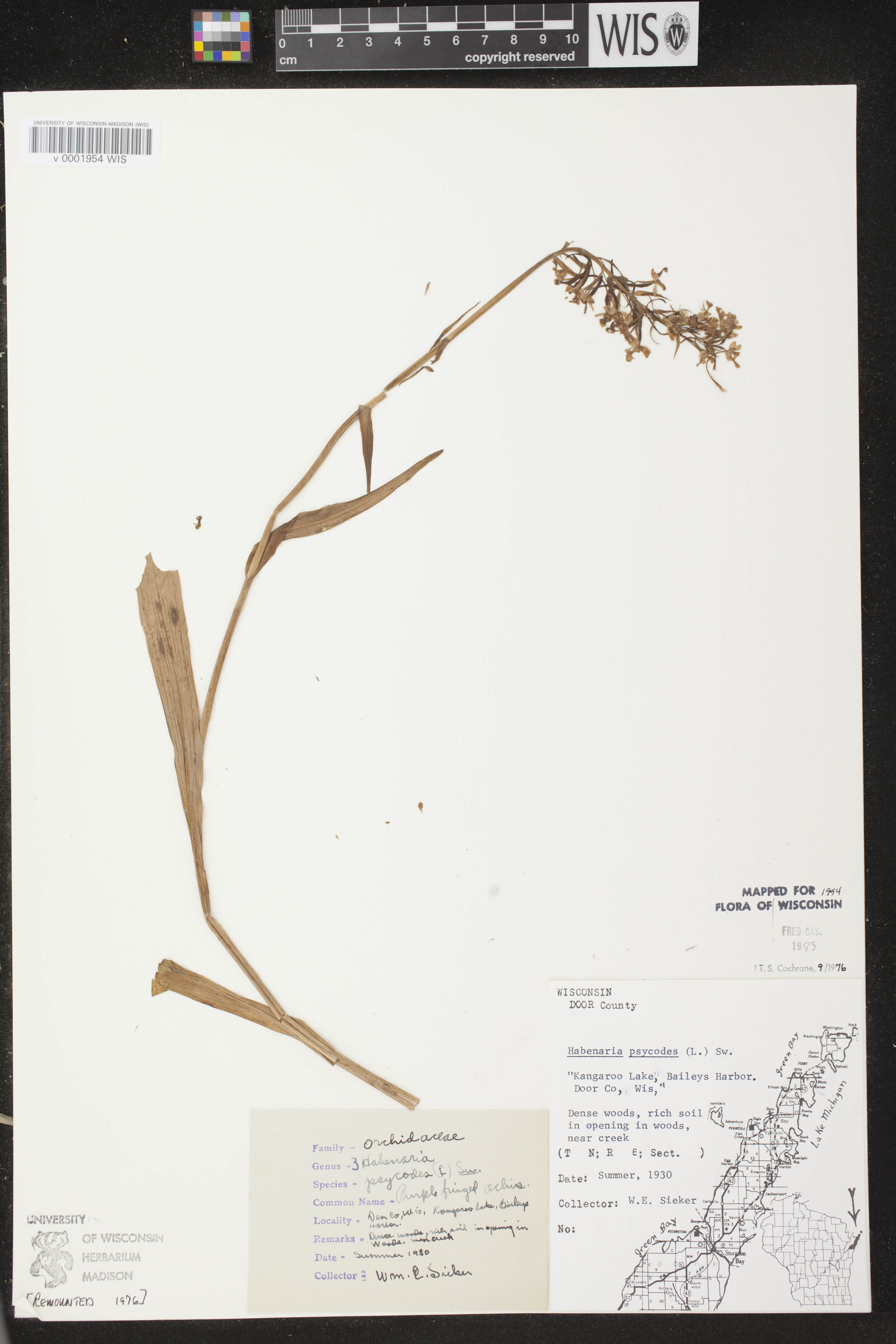 Platanthera psycodes image