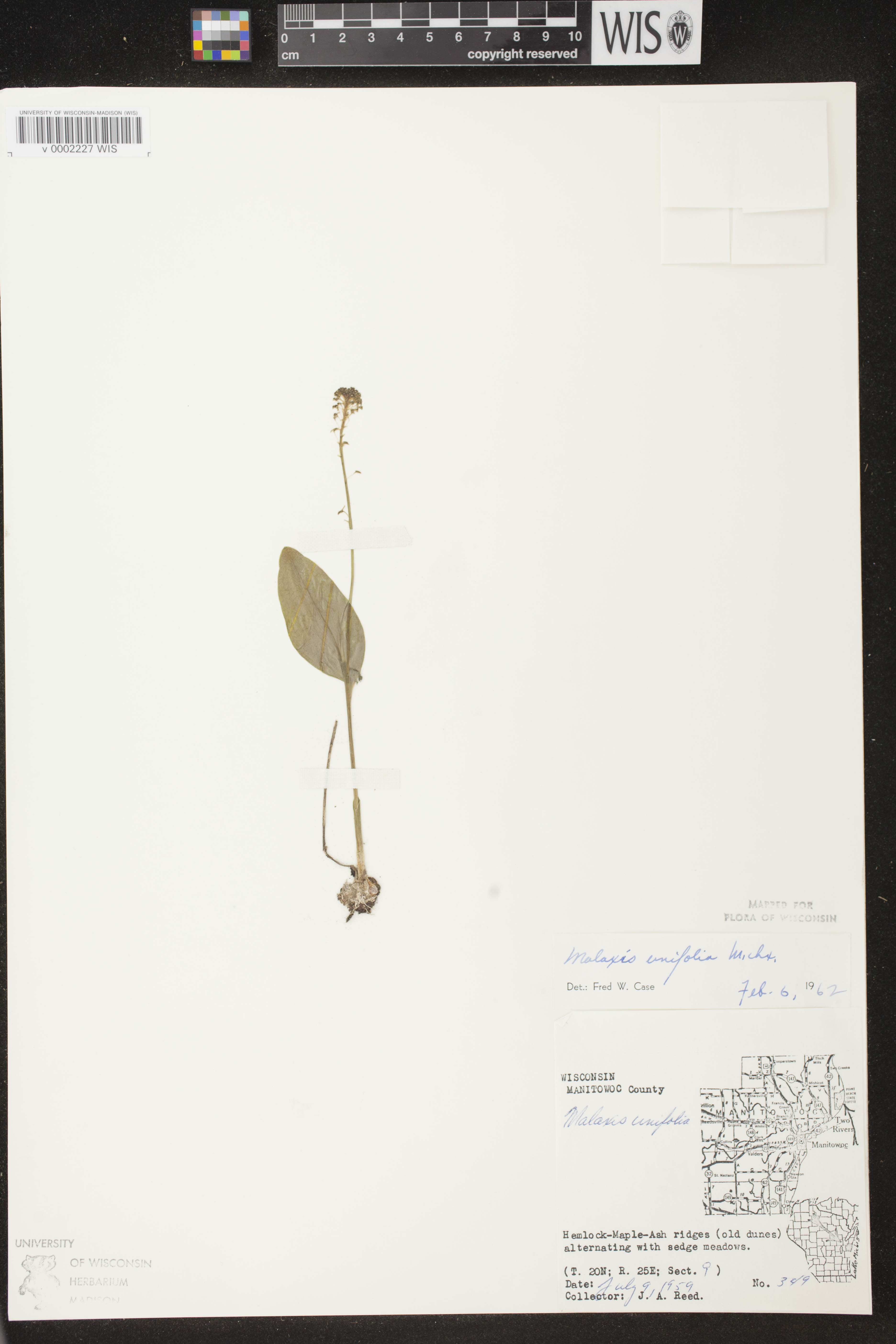 Malaxis unifolia image