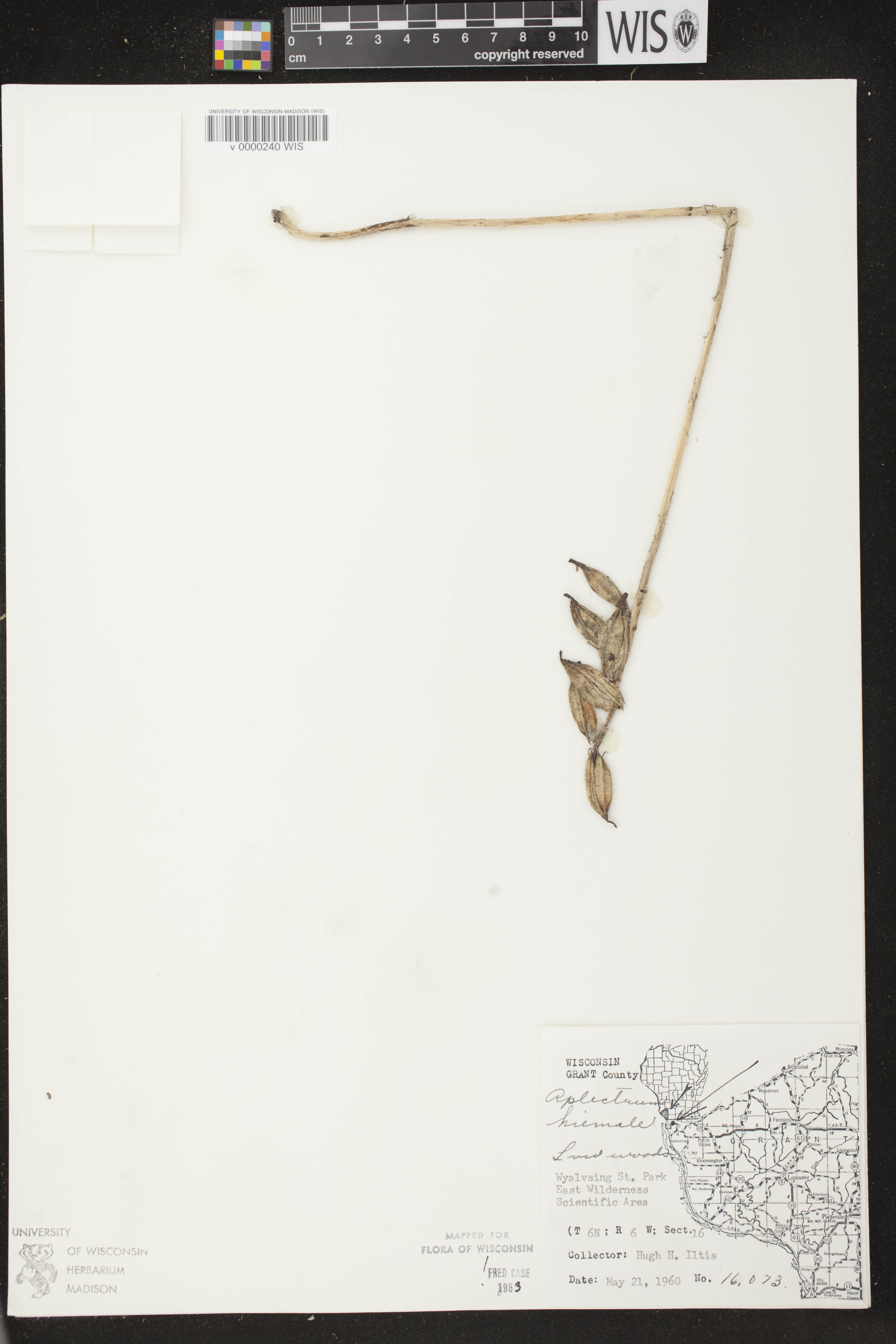Aplectrum hyemale image