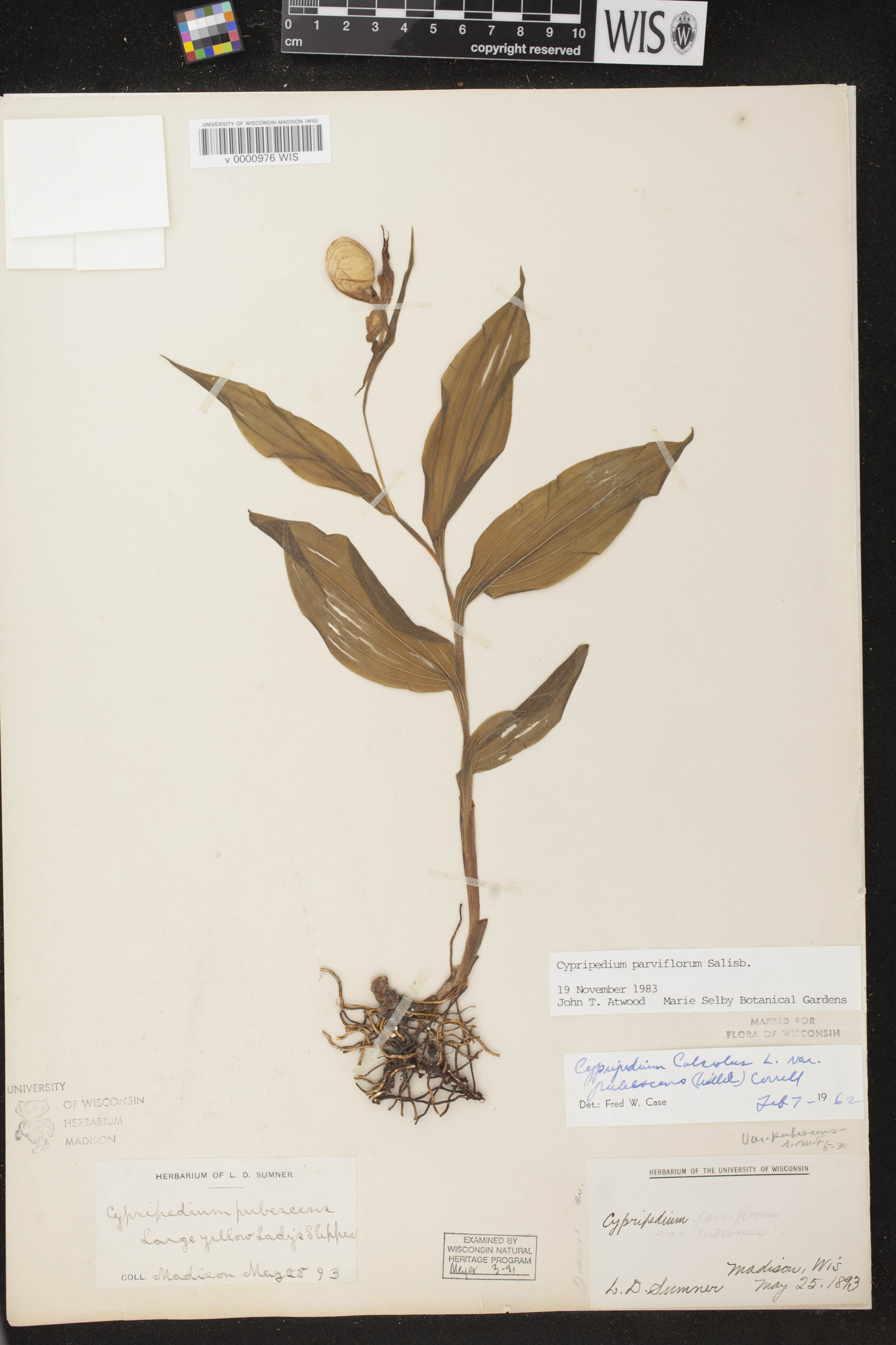 Cypripedium parviflorum var. makasin image