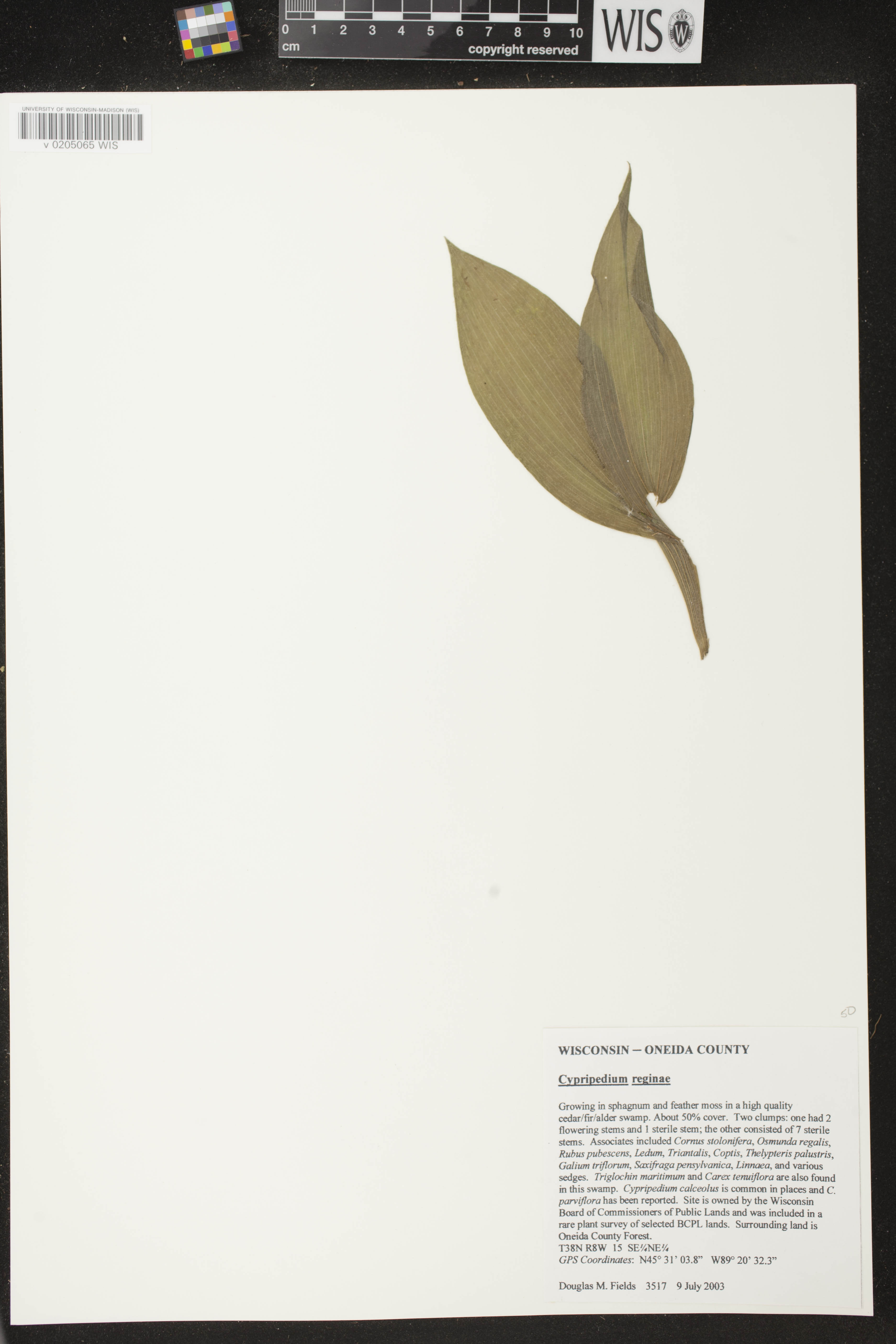 Cypripedium reginae image