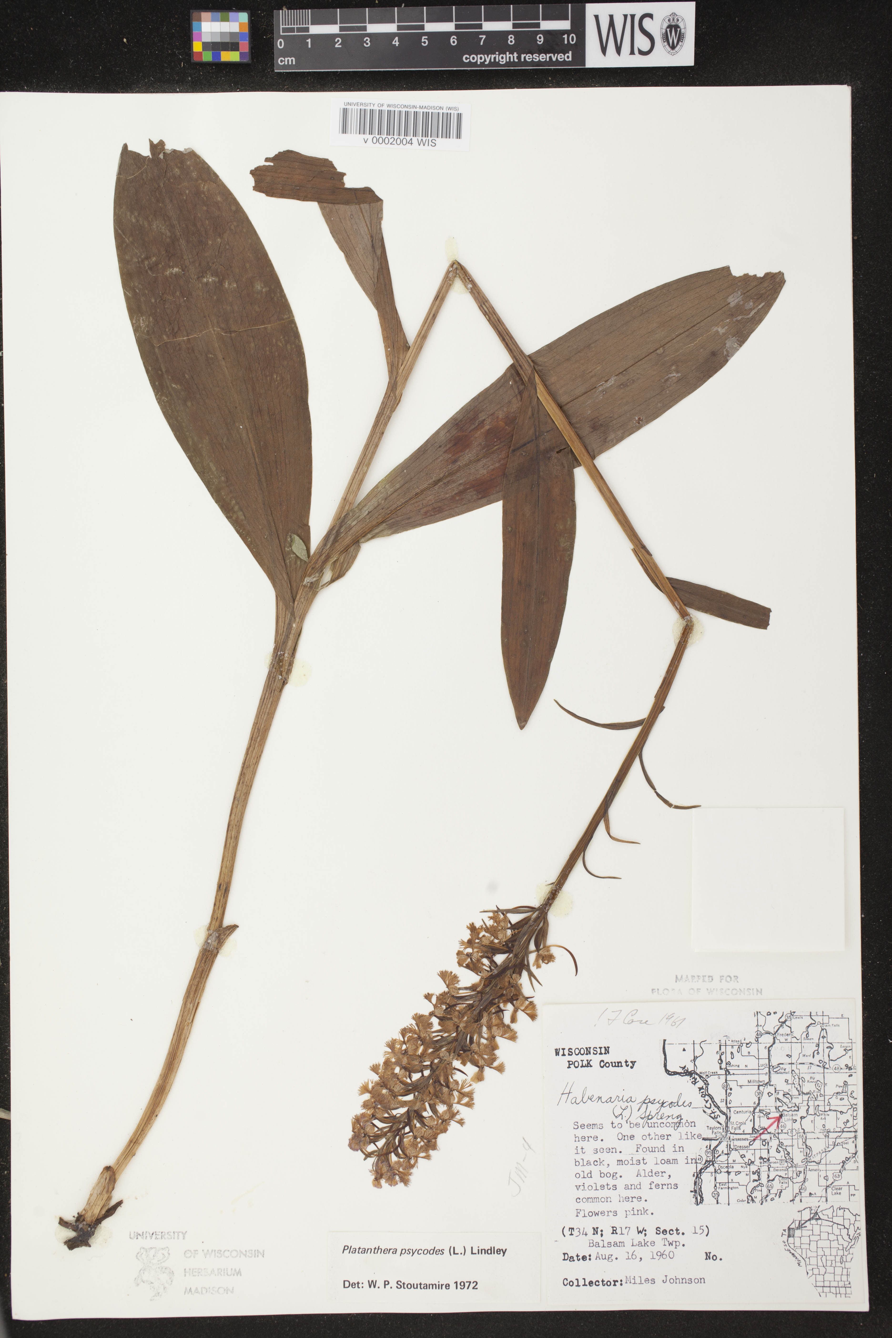 Platanthera psycodes image