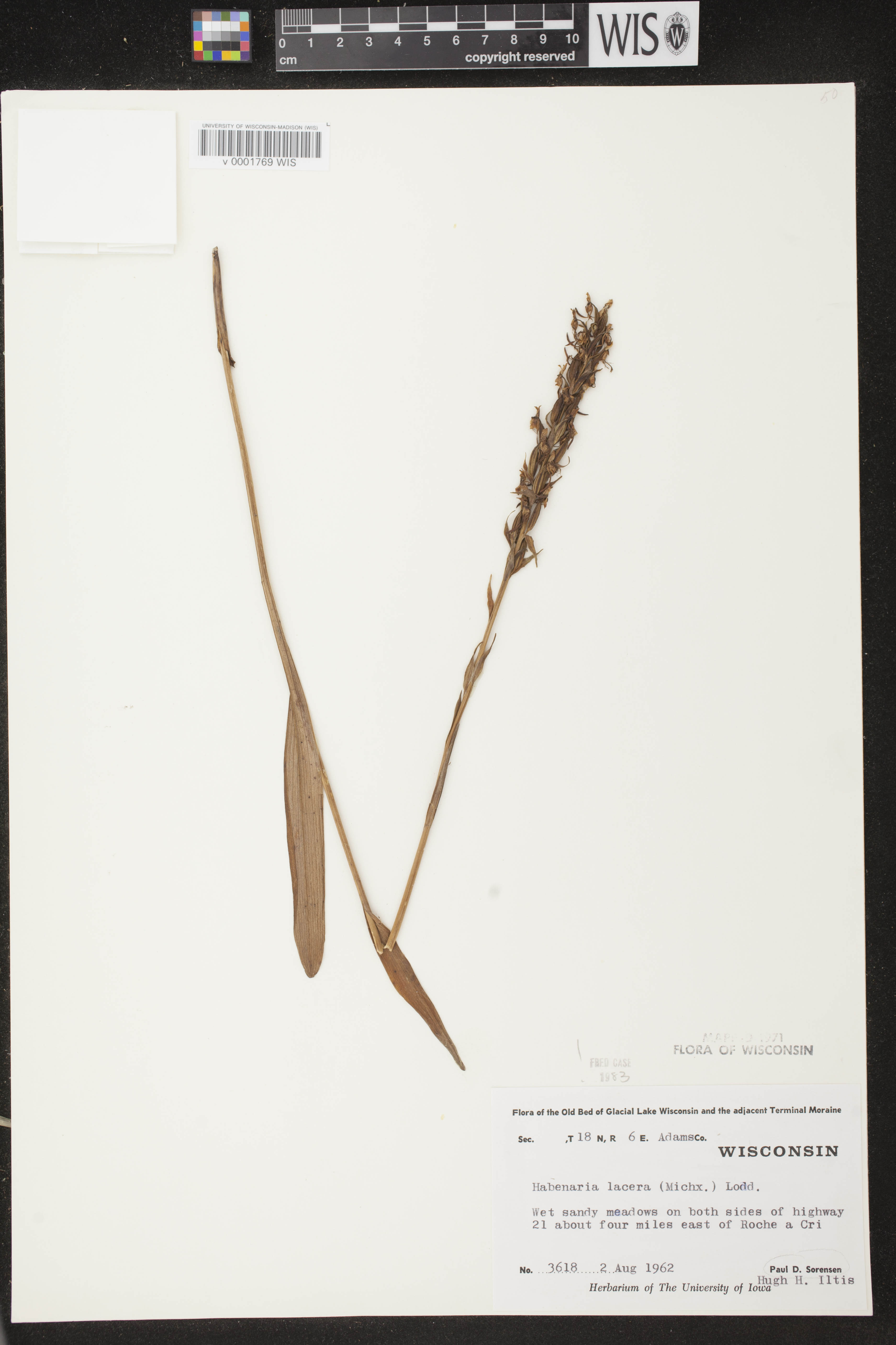 Platanthera lacera image
