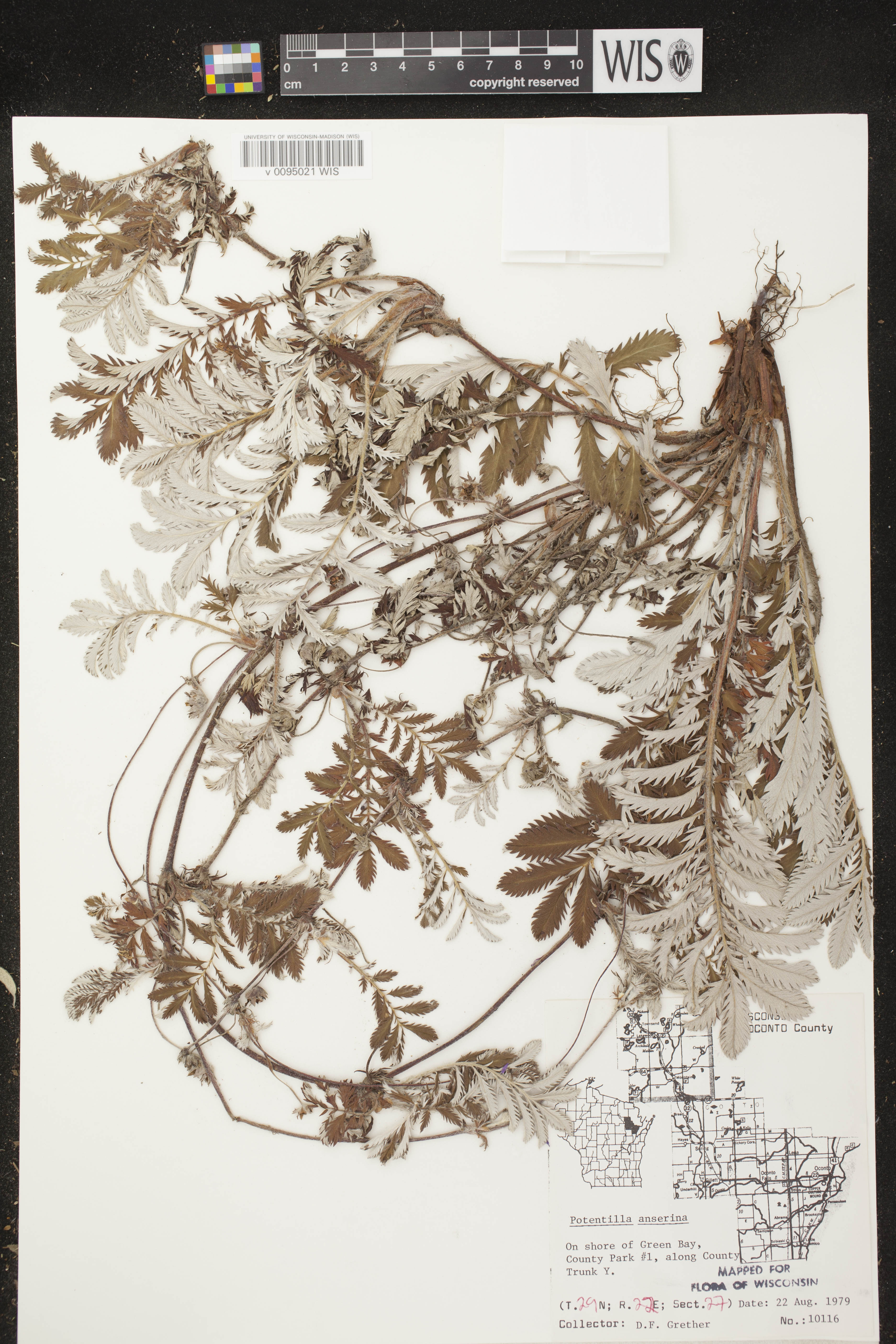 Potentilla anserina subsp. anserina image
