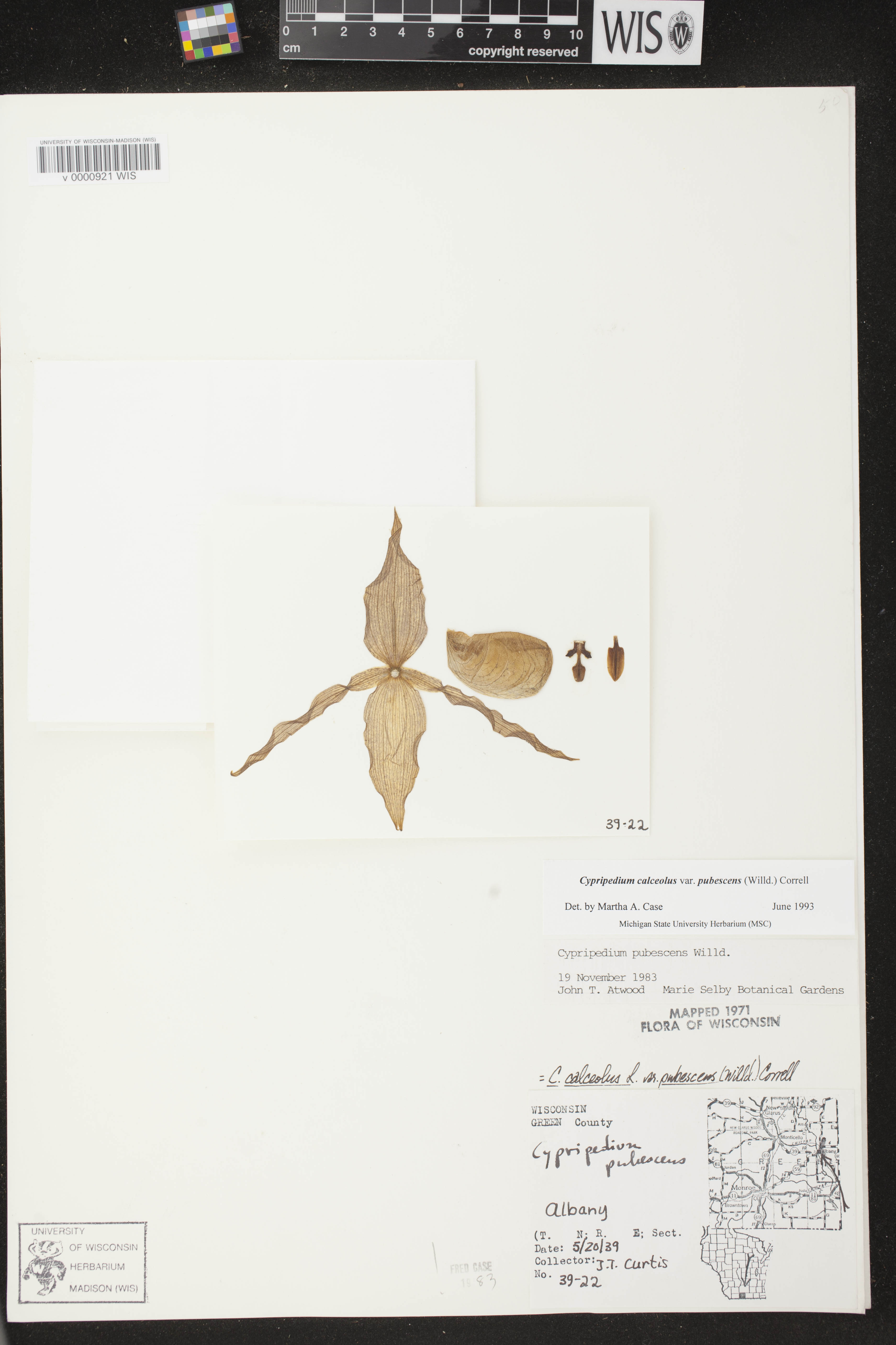 Cypripedium parviflorum var. pubescens image