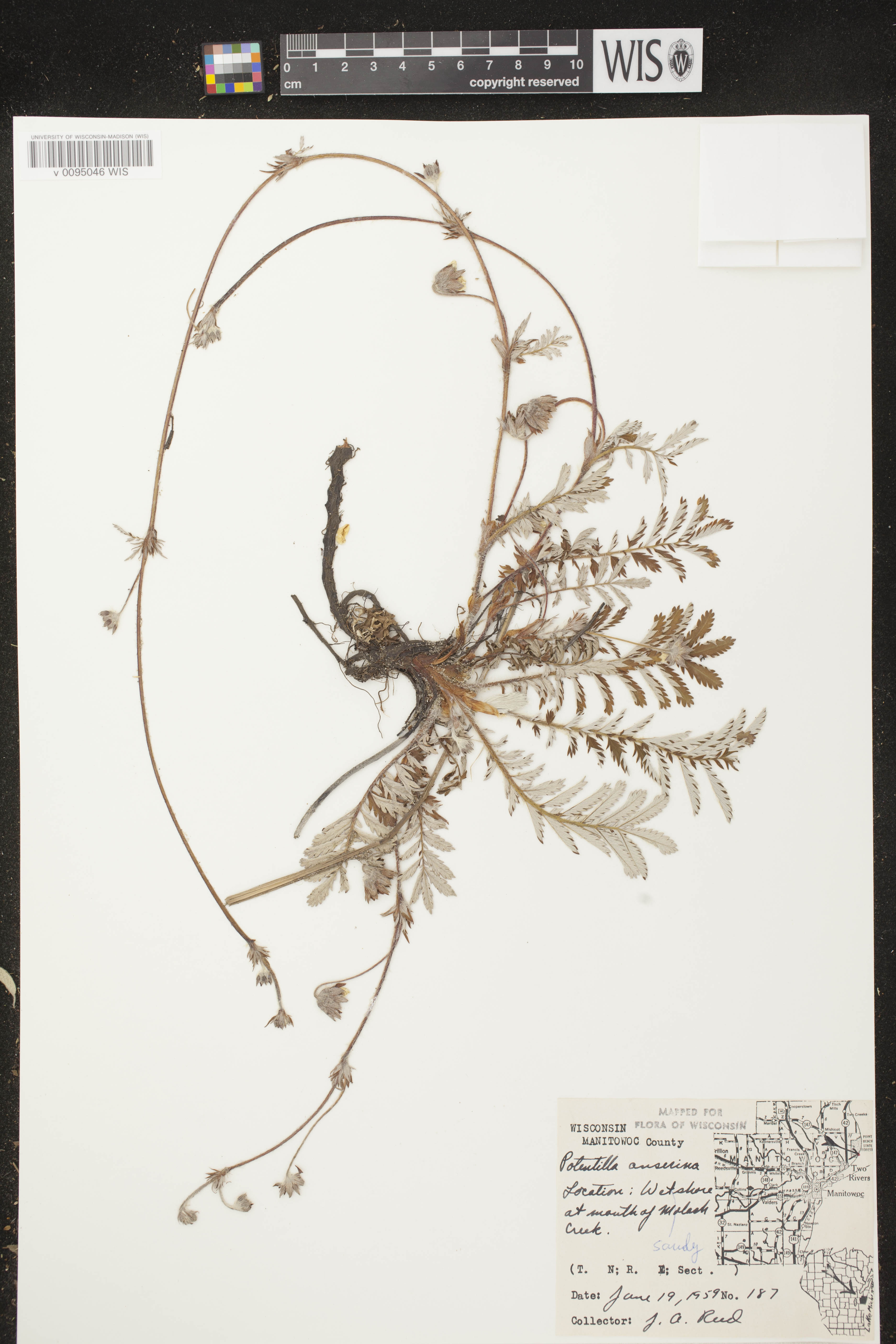 Potentilla anserina subsp. anserina image