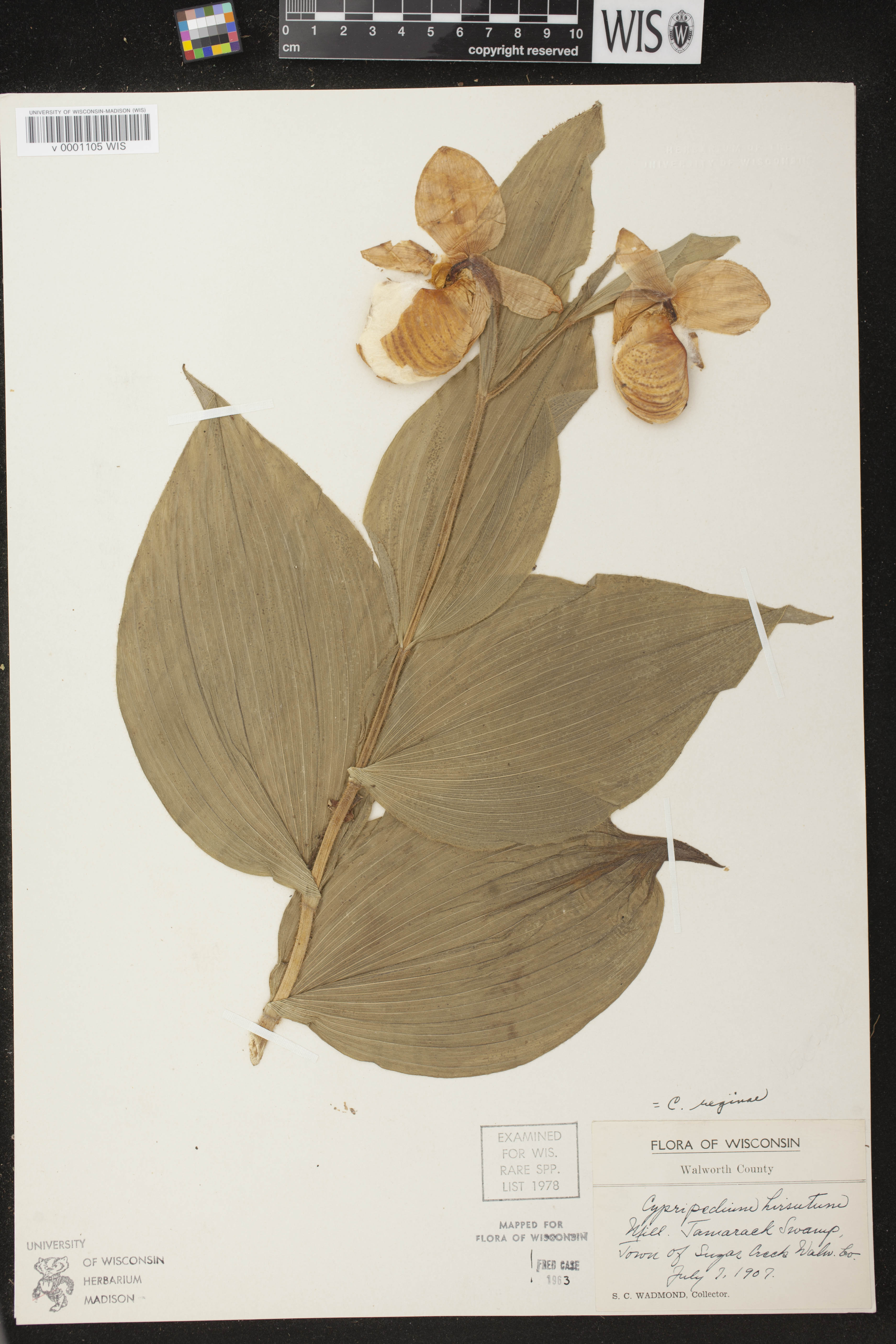 Cypripedium reginae image