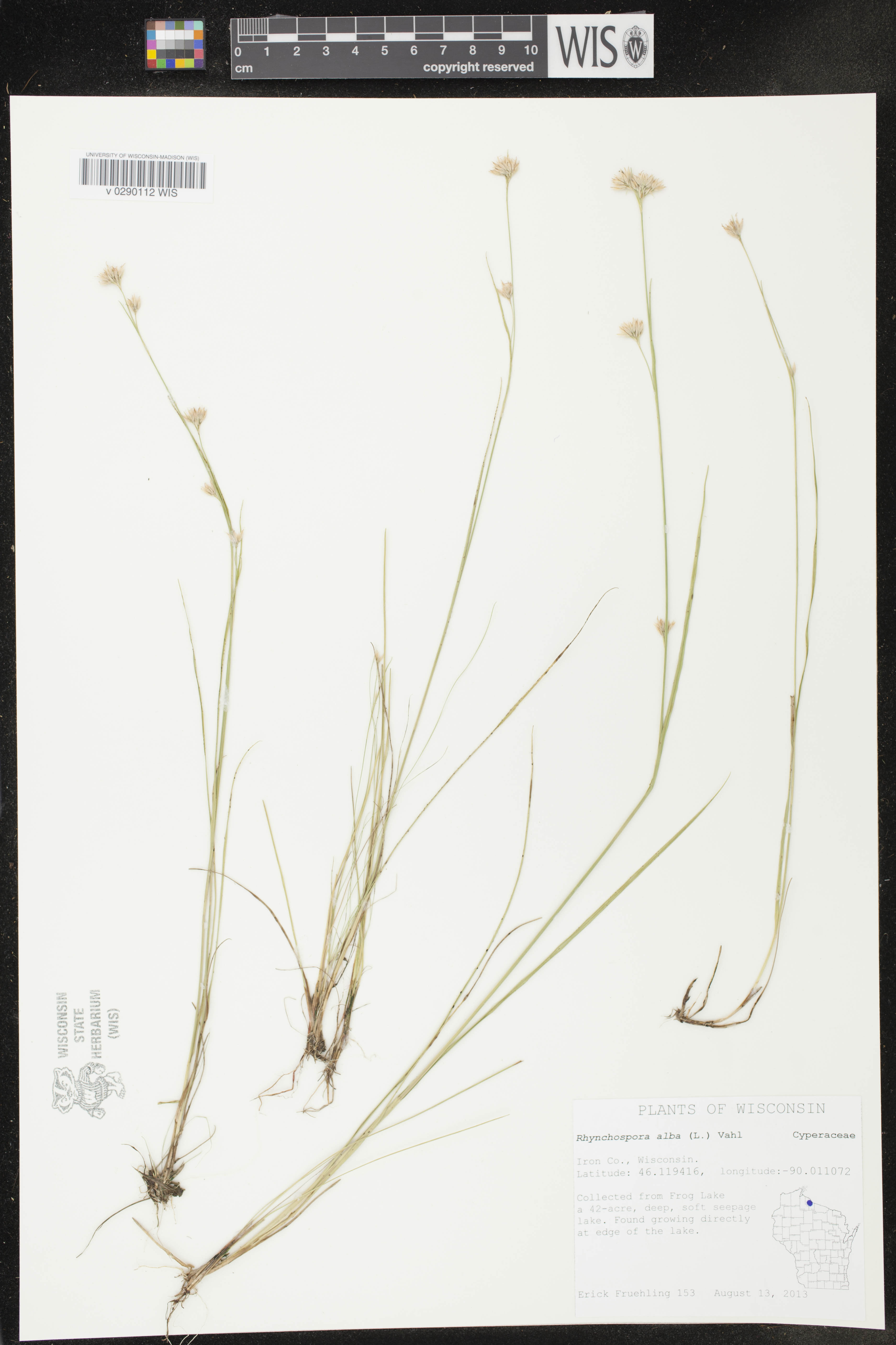 Rhynchospora alba image