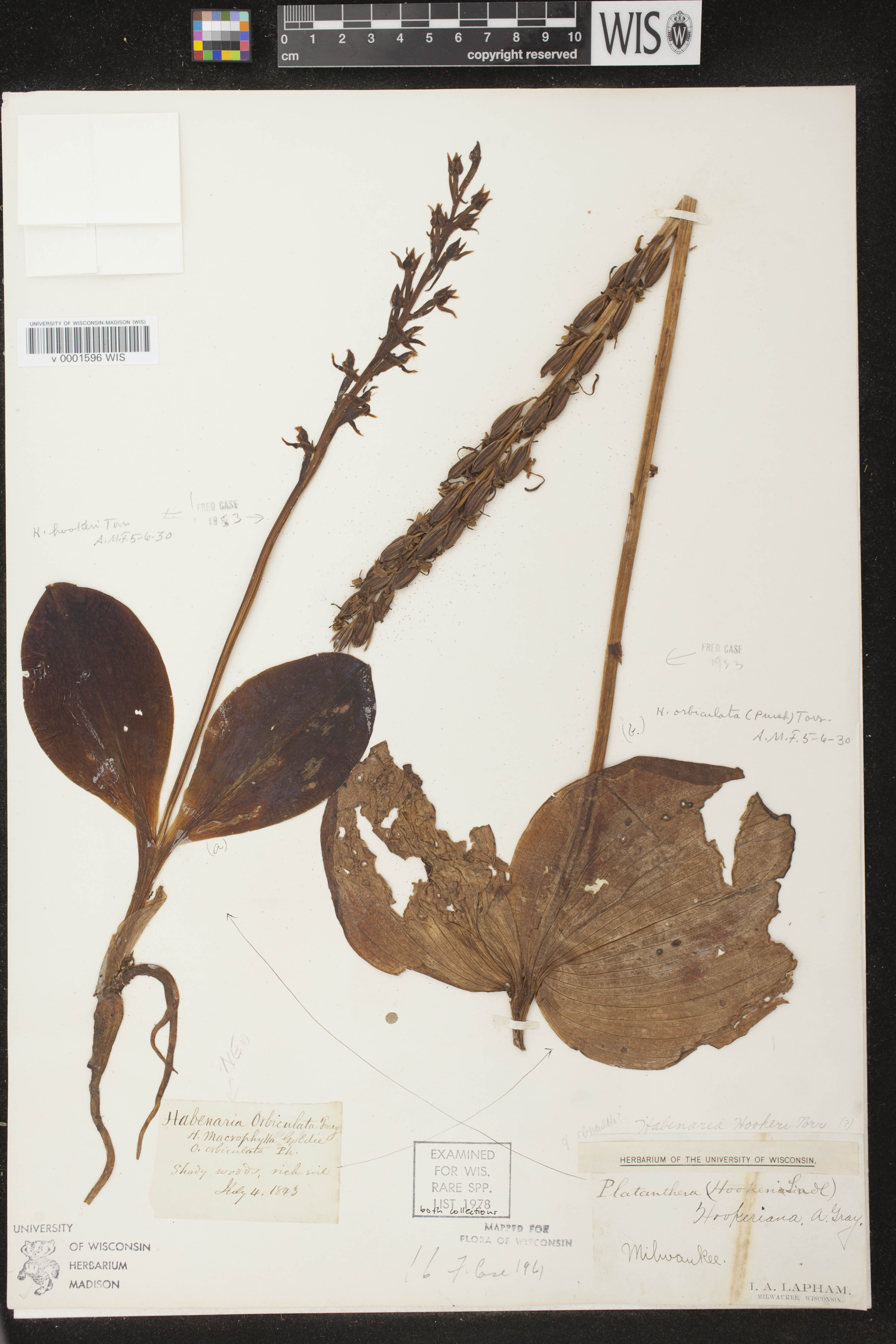 Platanthera hookeri image