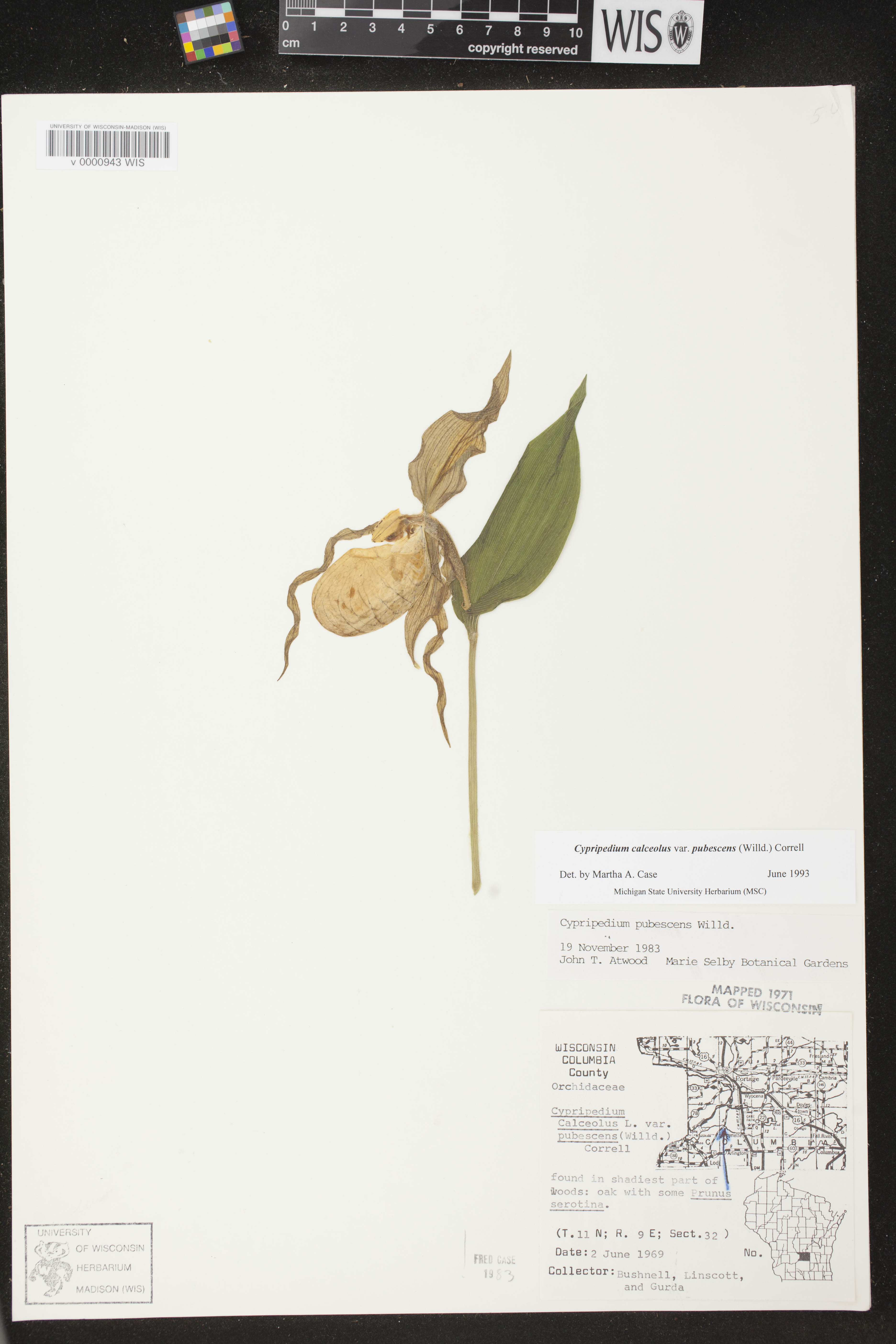 Cypripedium parviflorum image