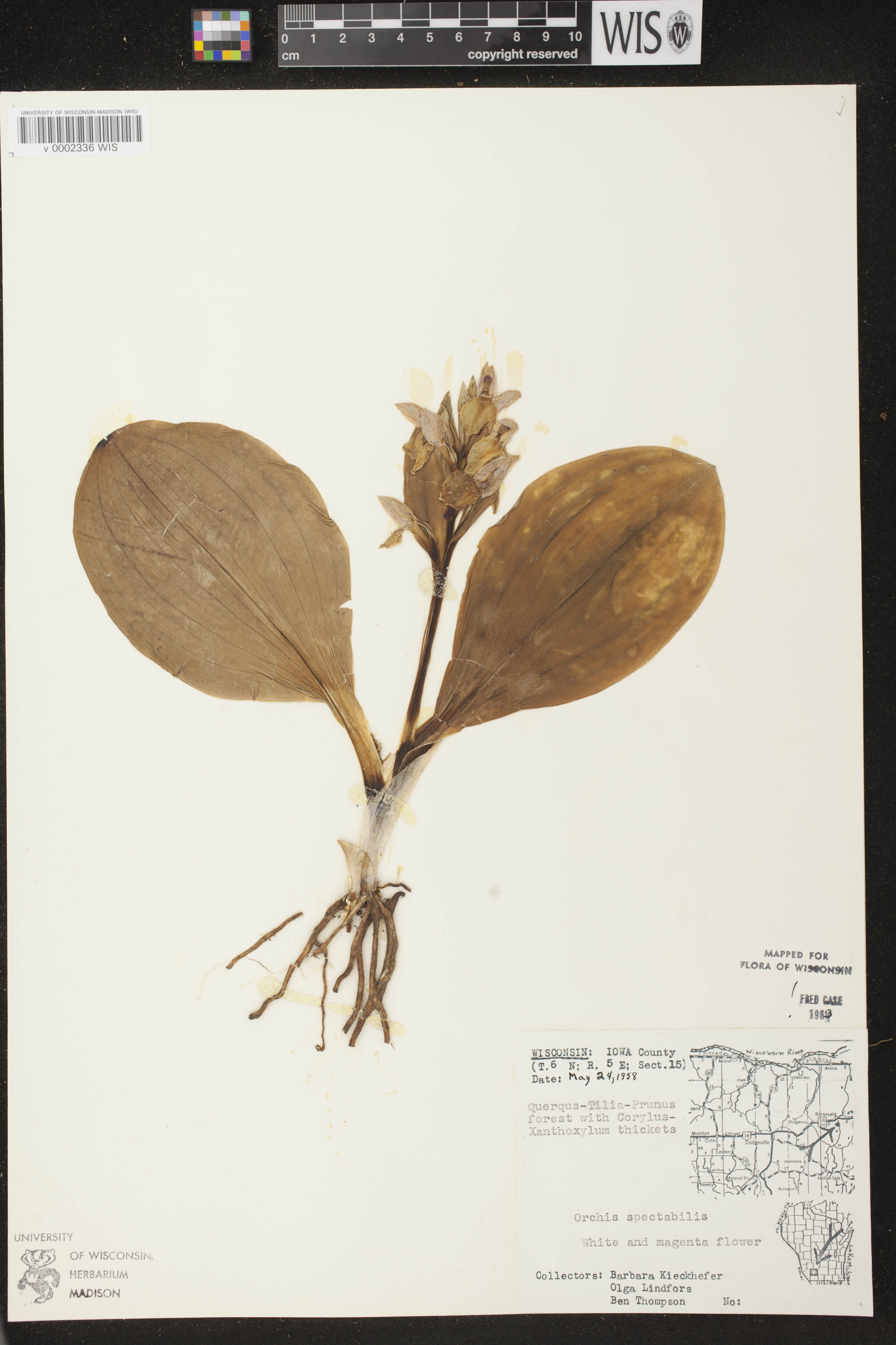 Galearis spectabilis image