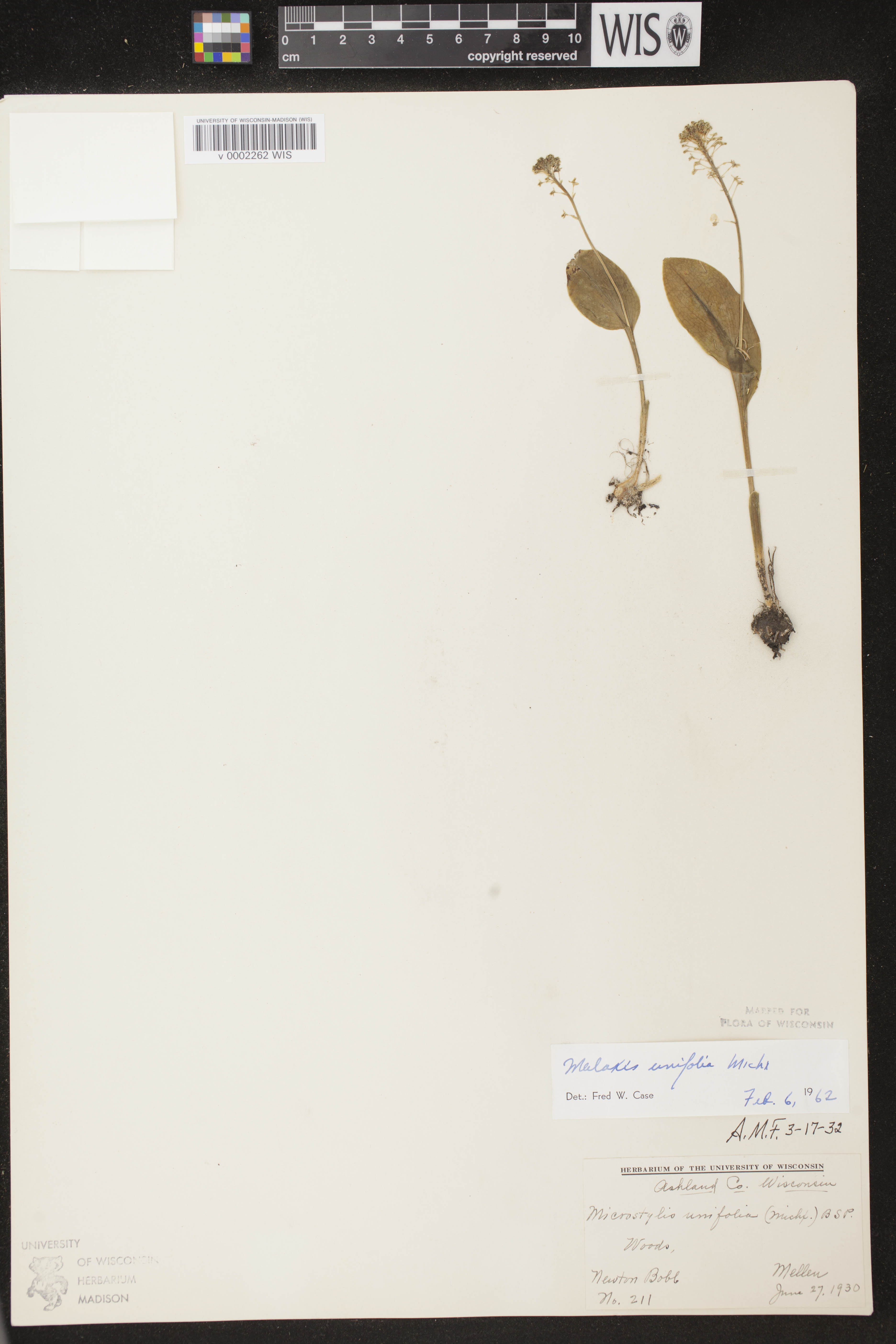 Malaxis unifolia image