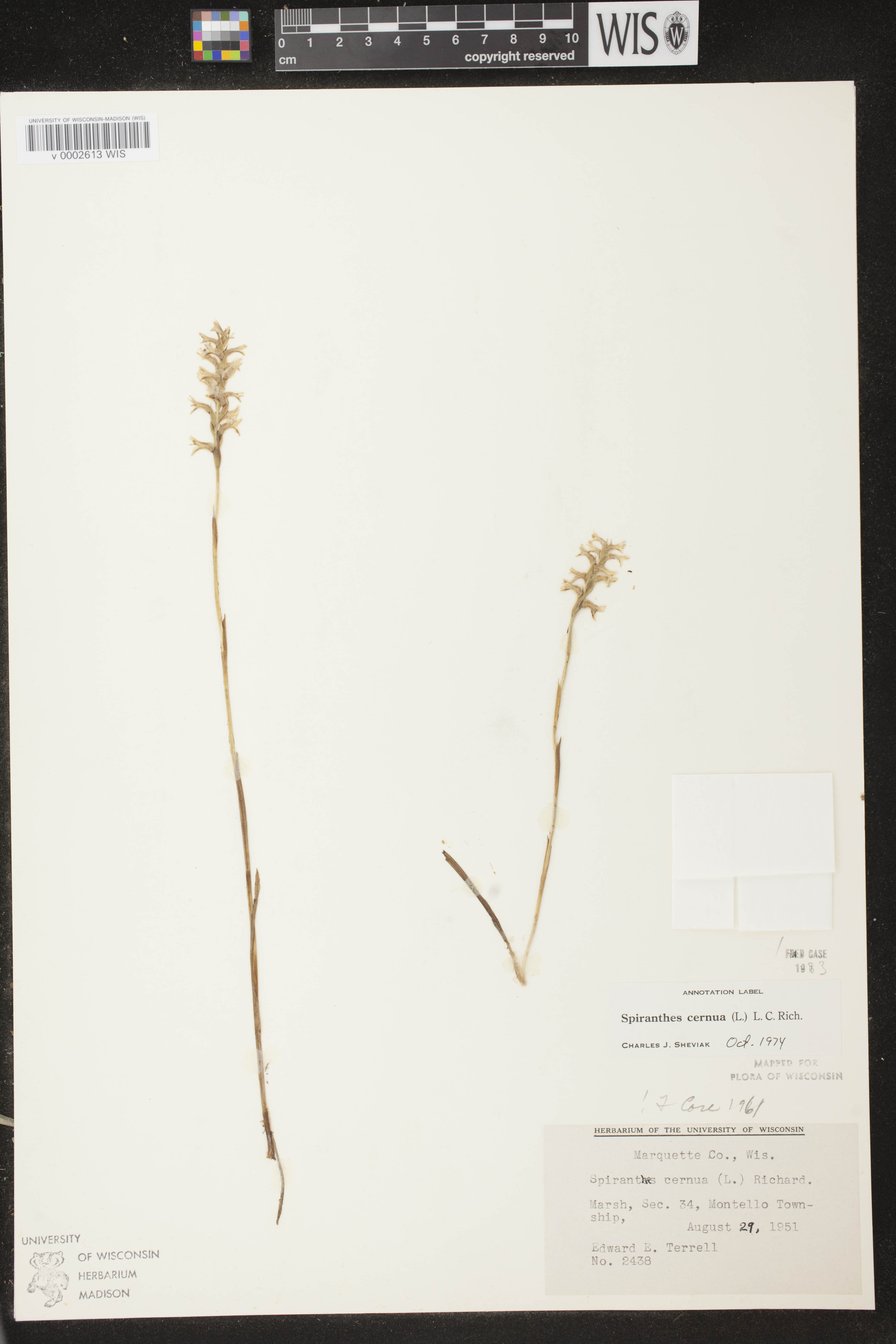 Spiranthes cernua image
