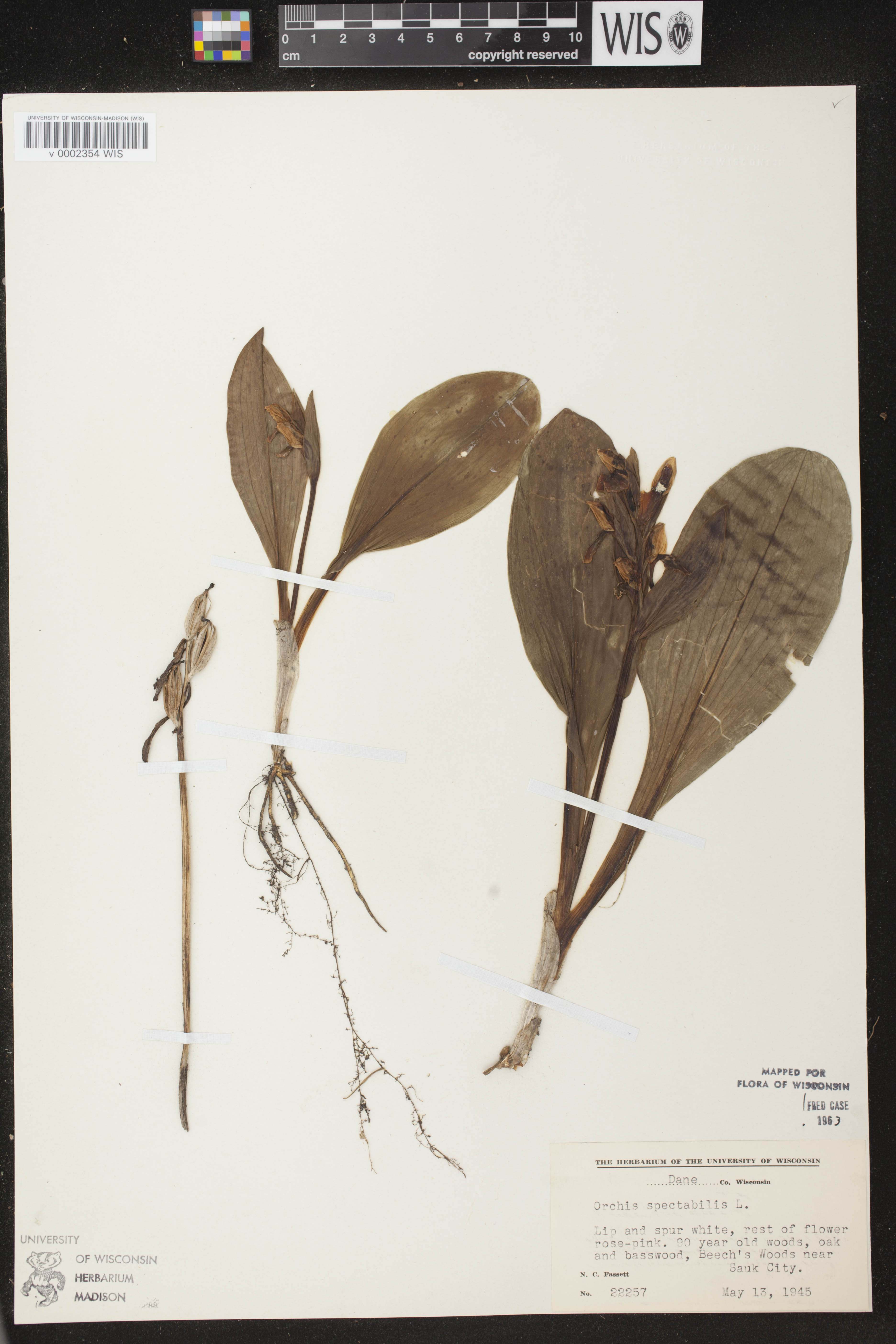 Galearis spectabilis image