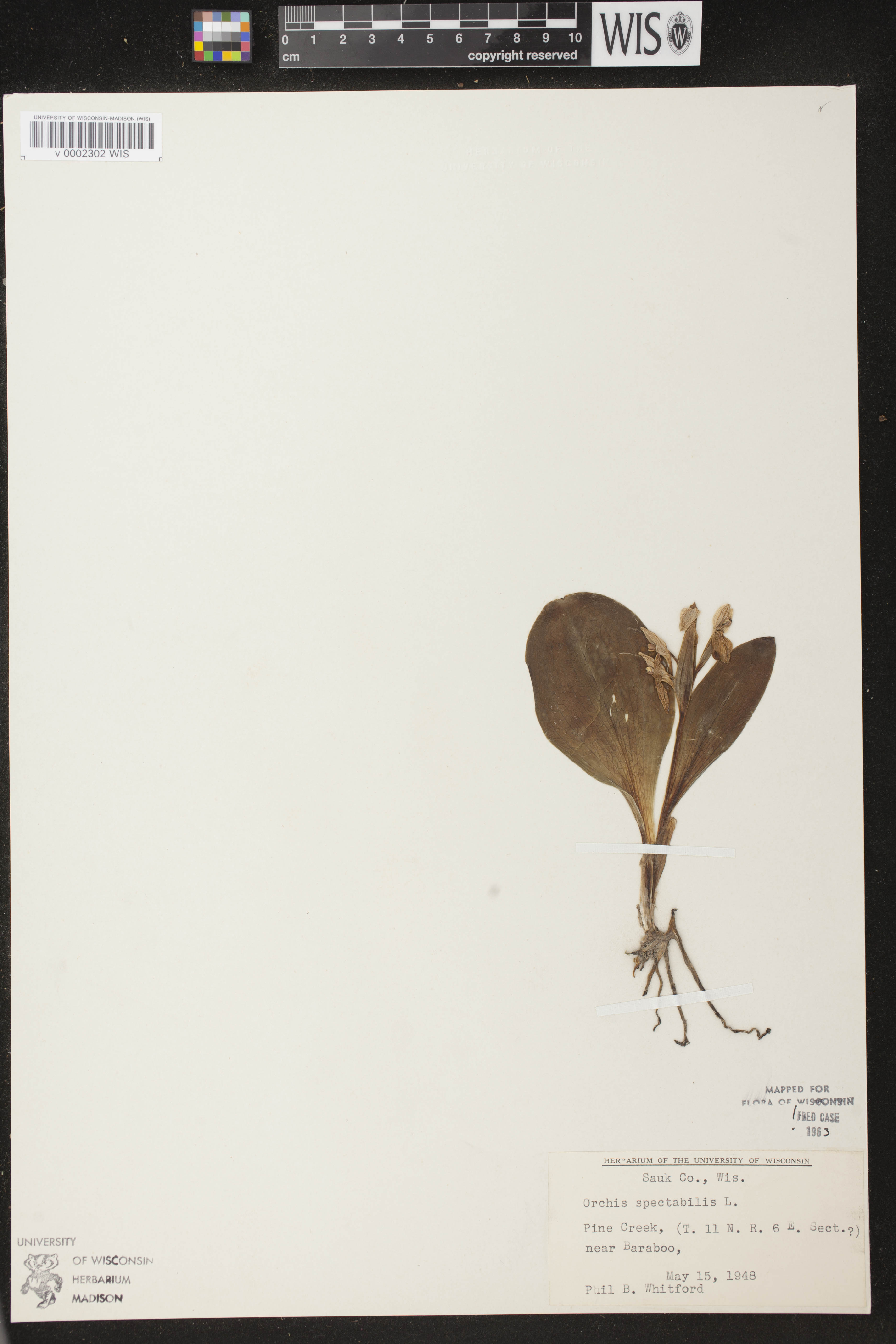 Galearis spectabilis image