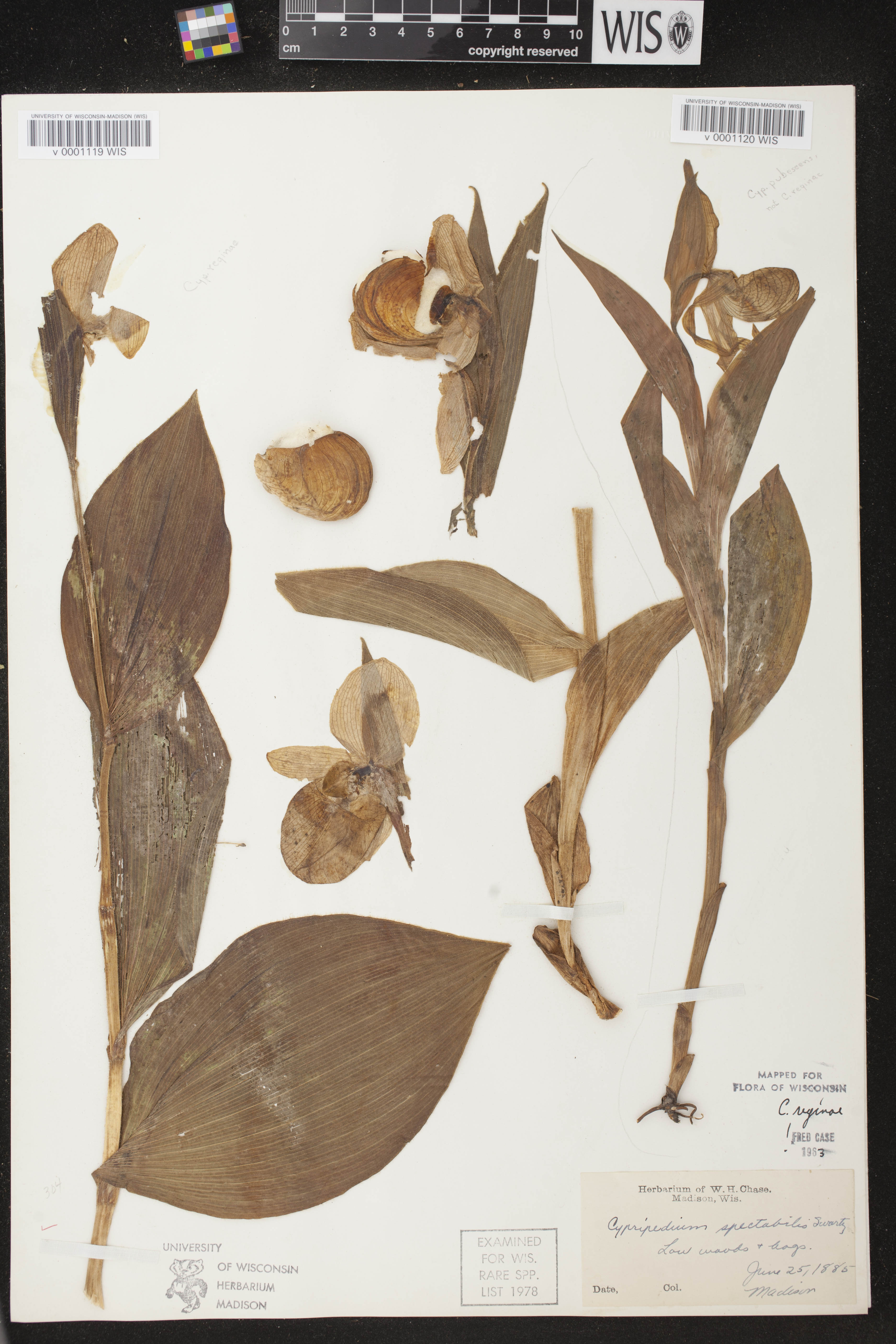 Cypripedium parviflorum var. pubescens image