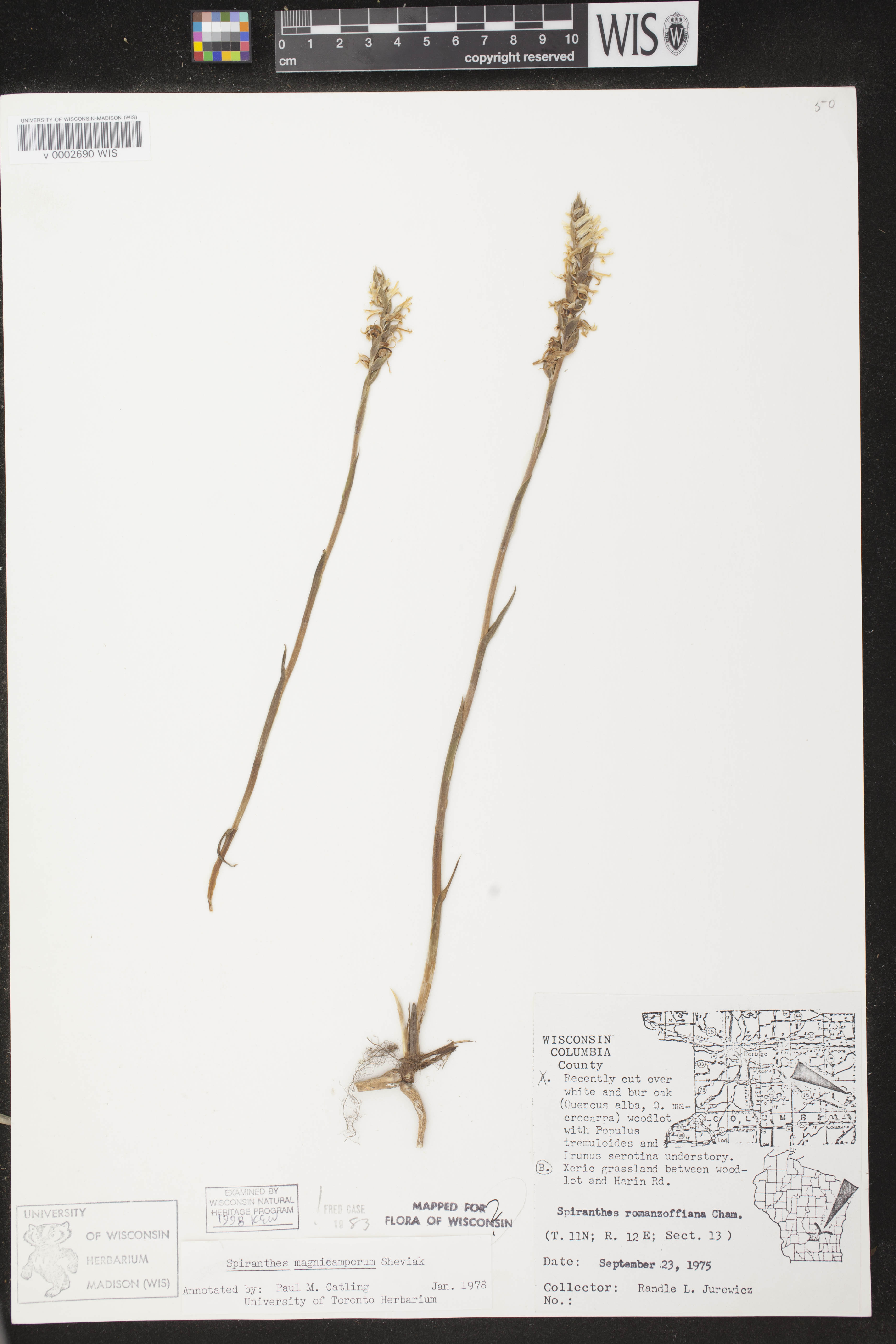 Spiranthes magnicamporum image