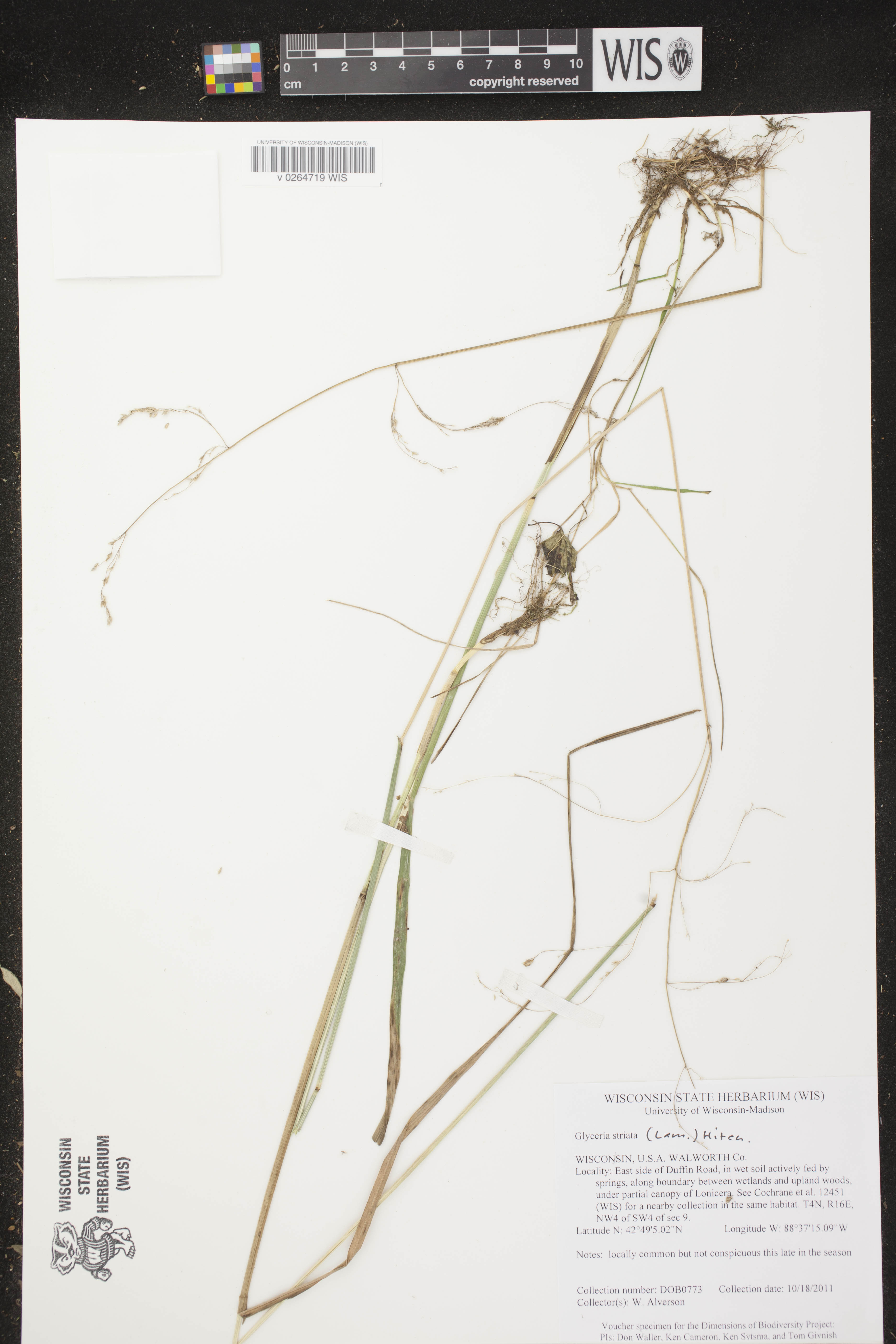 Glyceria striata image