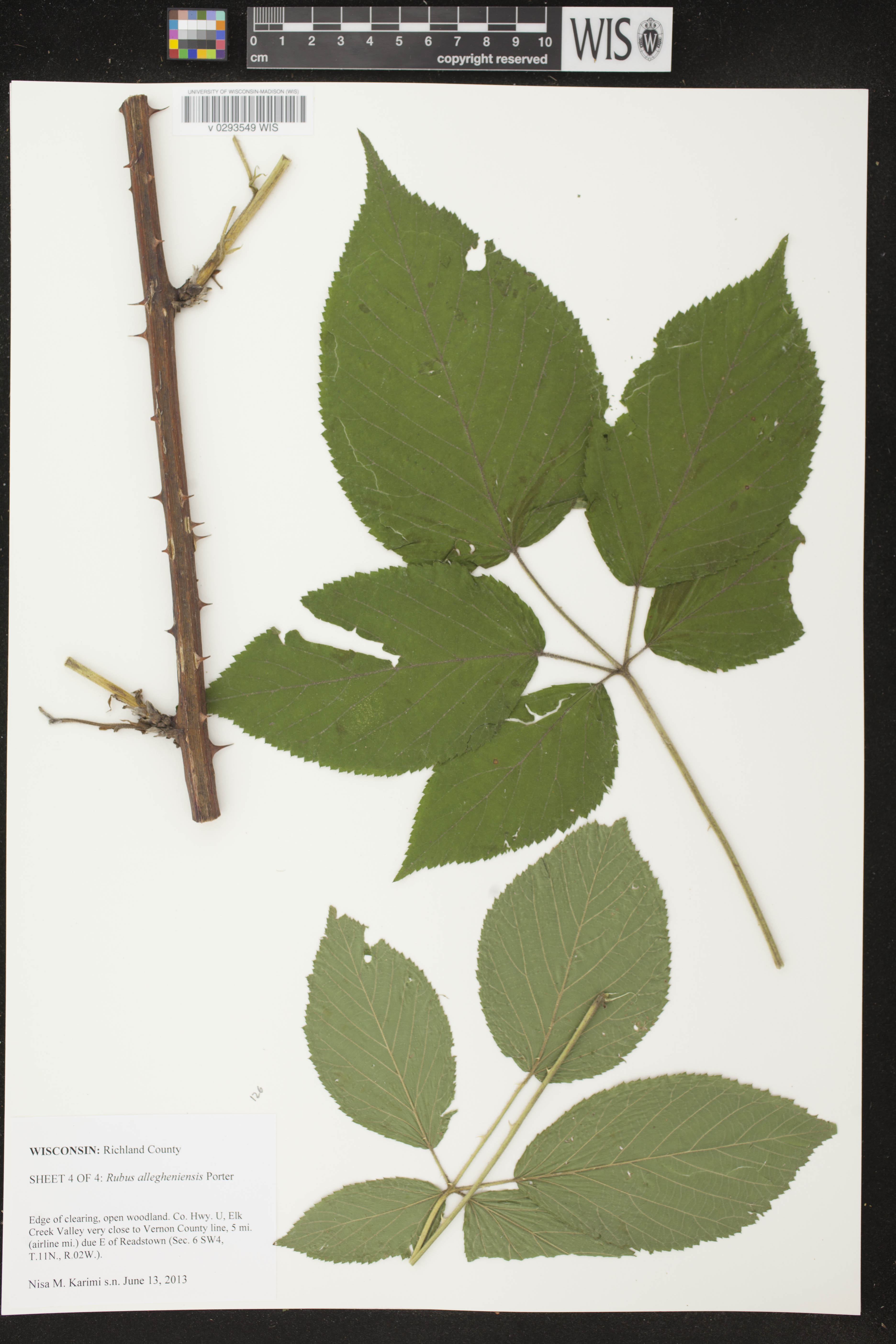 Rubus allegheniensis image